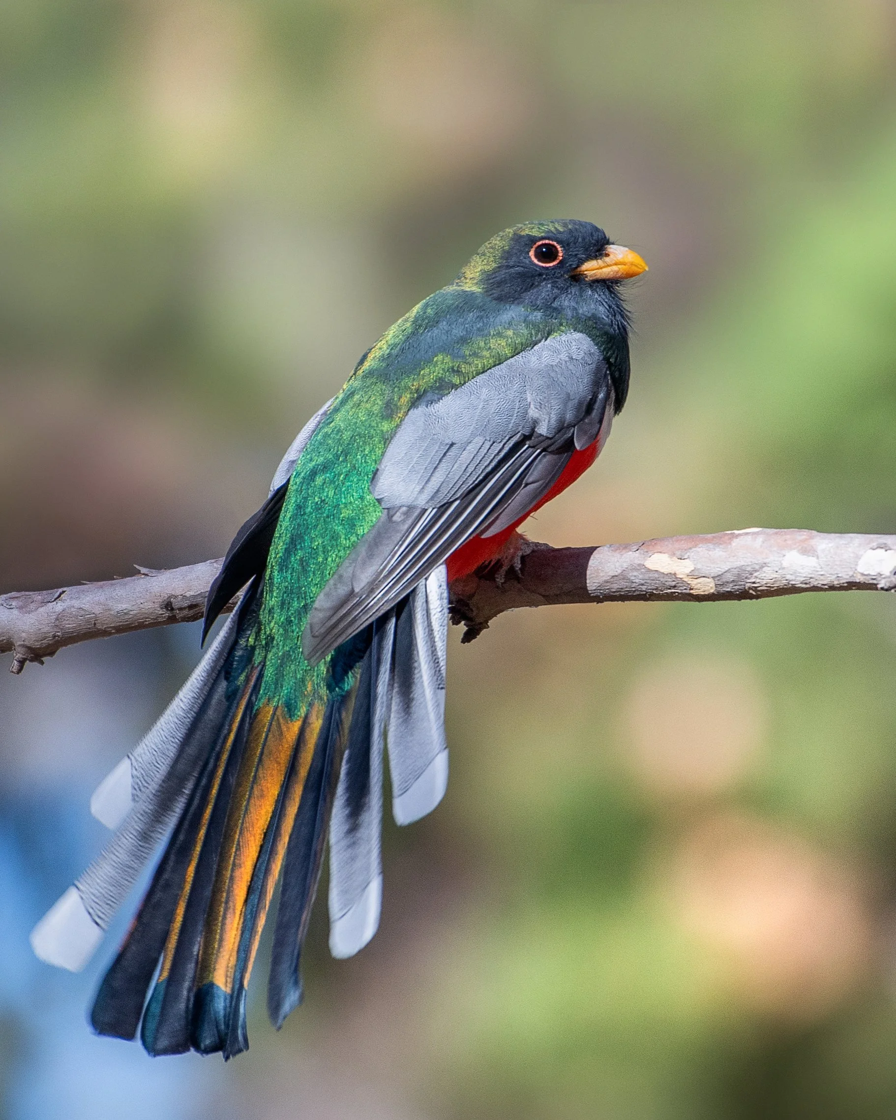 Elegant_Trogon_Arizona_Bowlden2.jpg