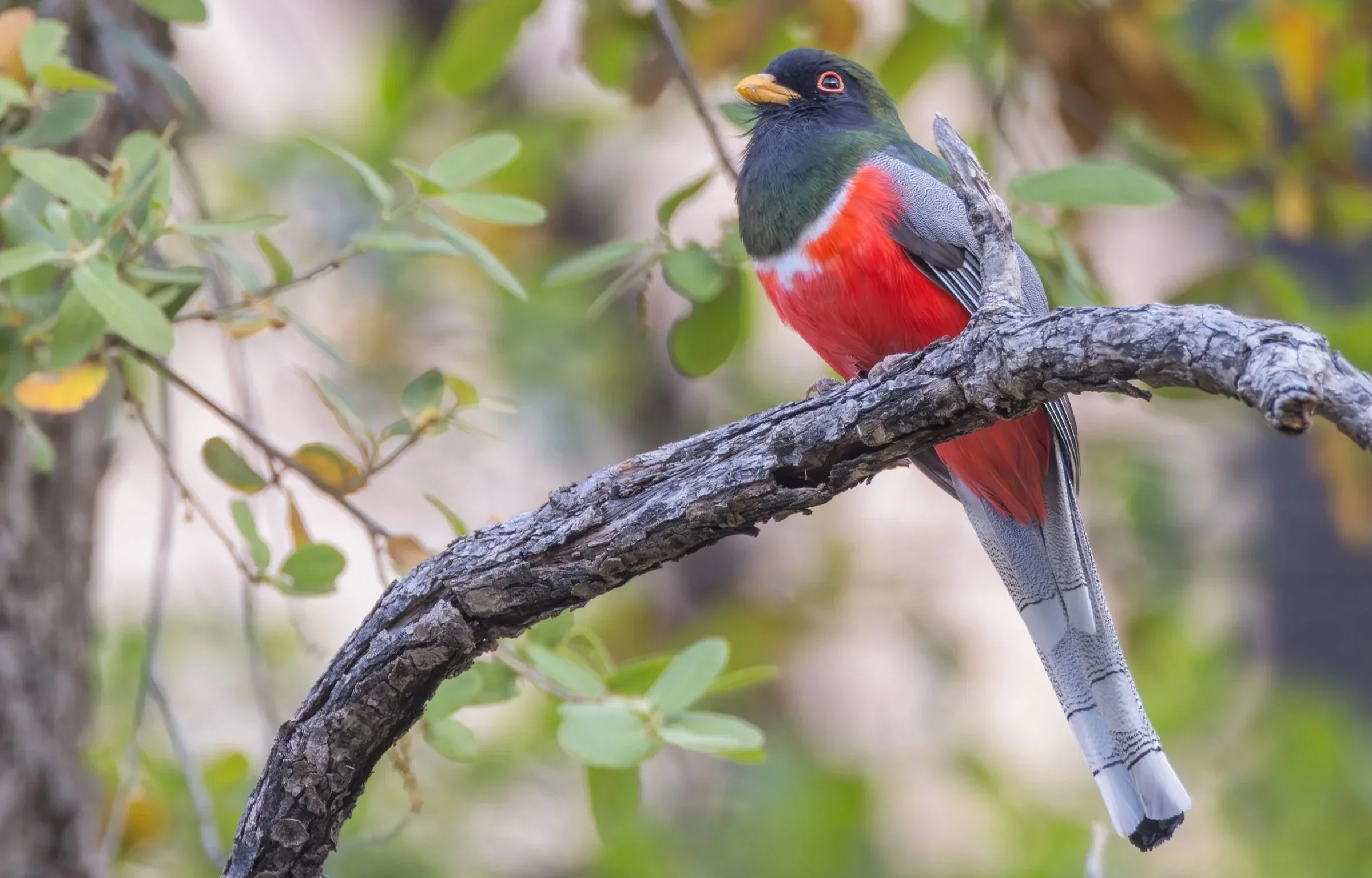 Elegant_Trogon_AZ_Photo_Tour_Workshop-1827.jpg.webp