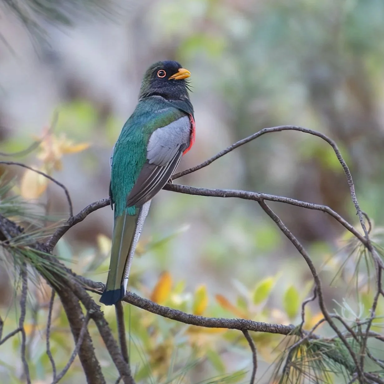 COPPERY-TAILED TROGON