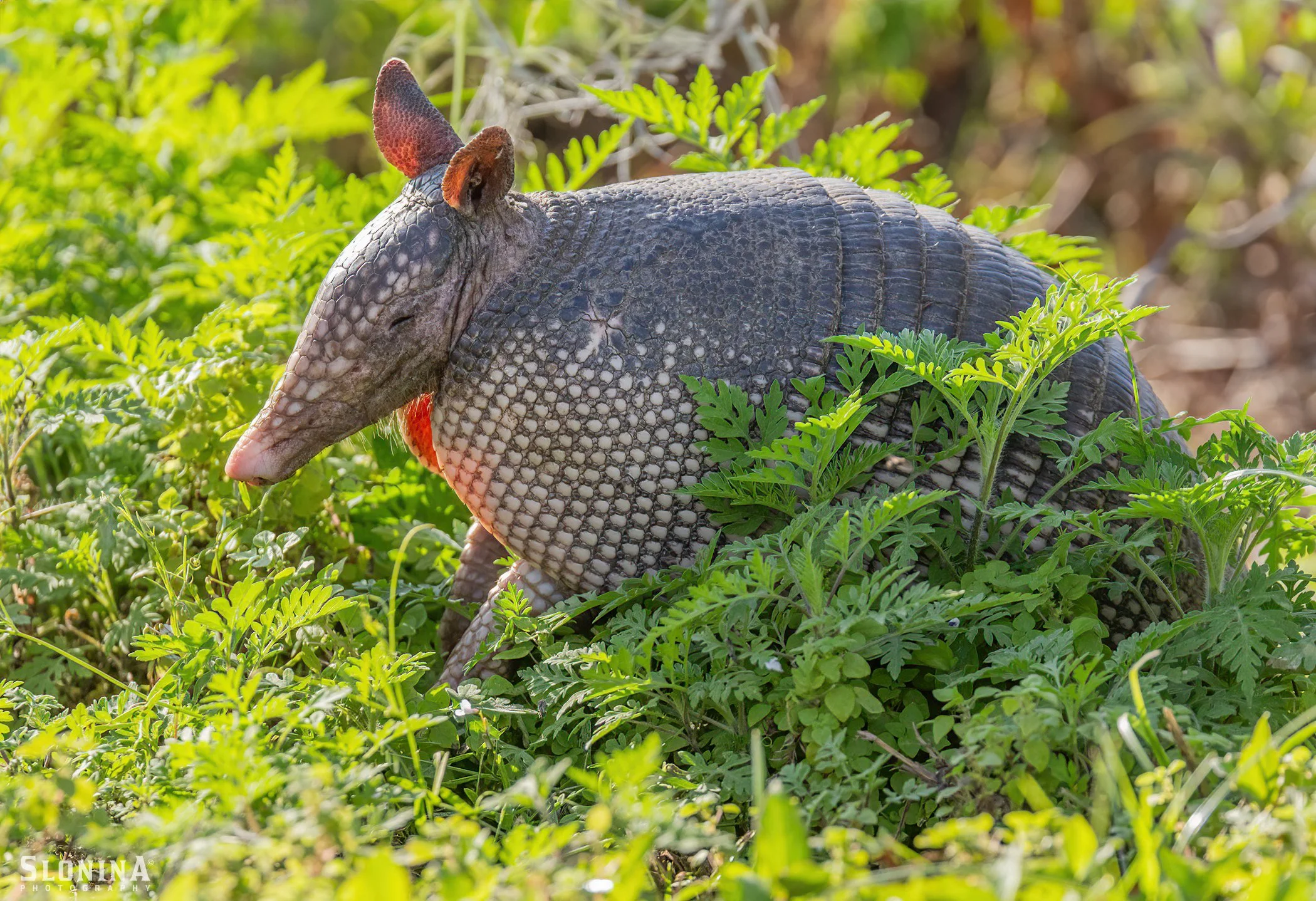 Armadillo_Mammals_Florida_Photography_Tour_Workshop.jpg