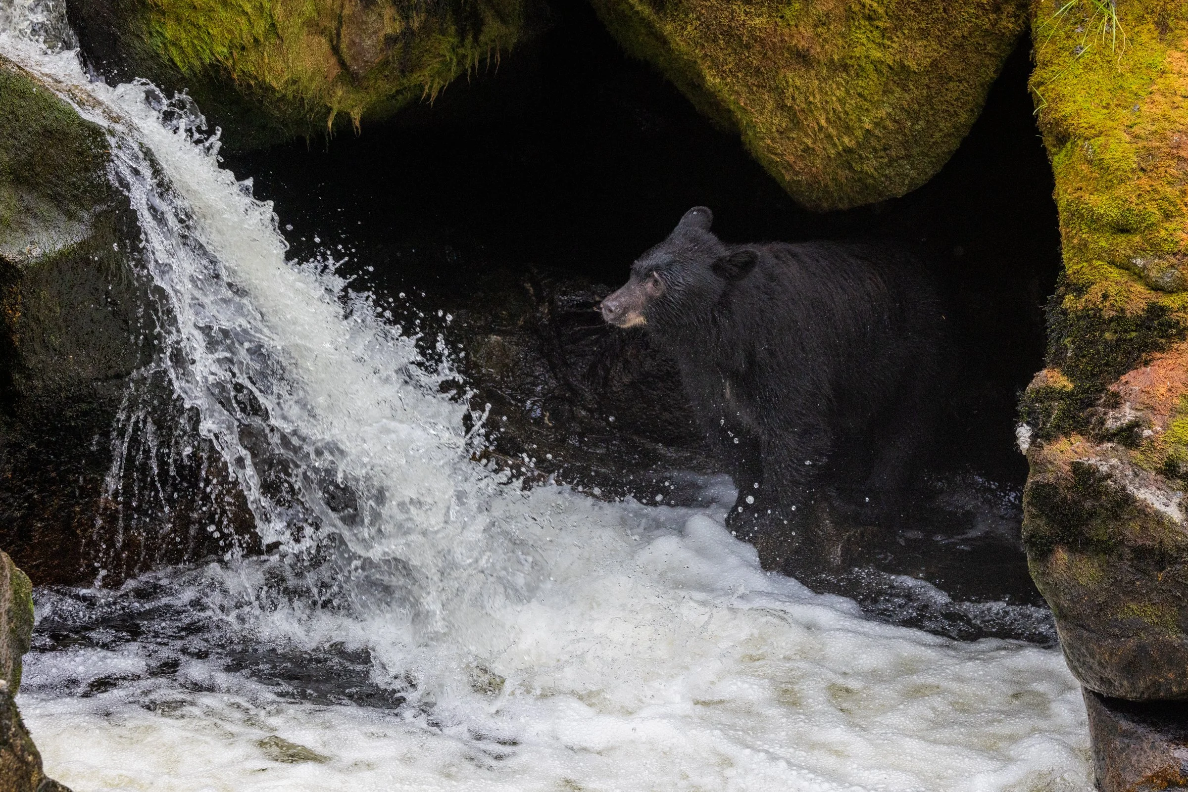 Black_Bears_Alaska_Photo_Tour_Workshop-3662.jpg