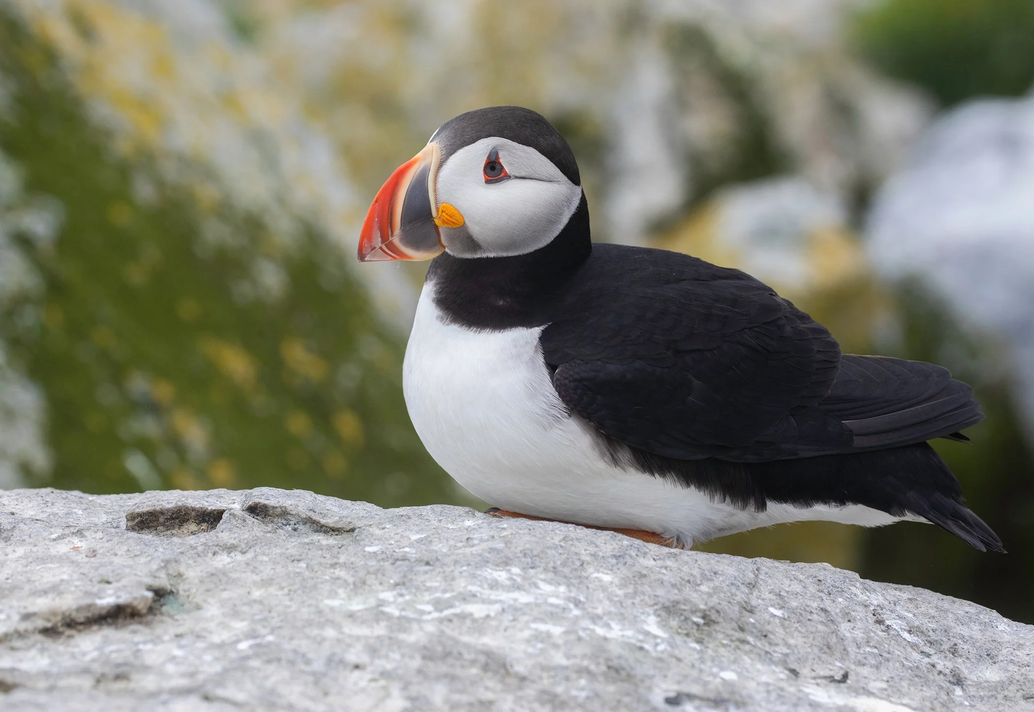 AtlanticPuffin.jpg