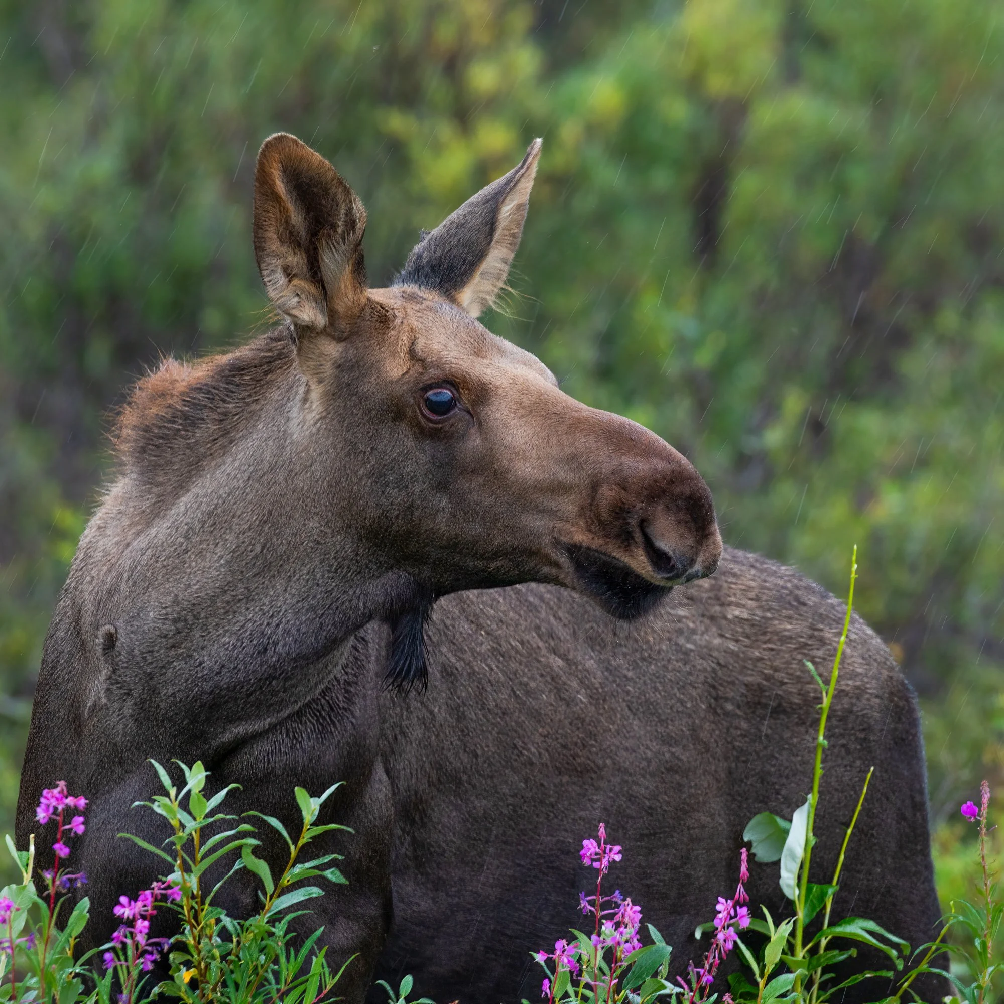Moose_Alaska_Photo_Tour_Workshop-7308.jpg