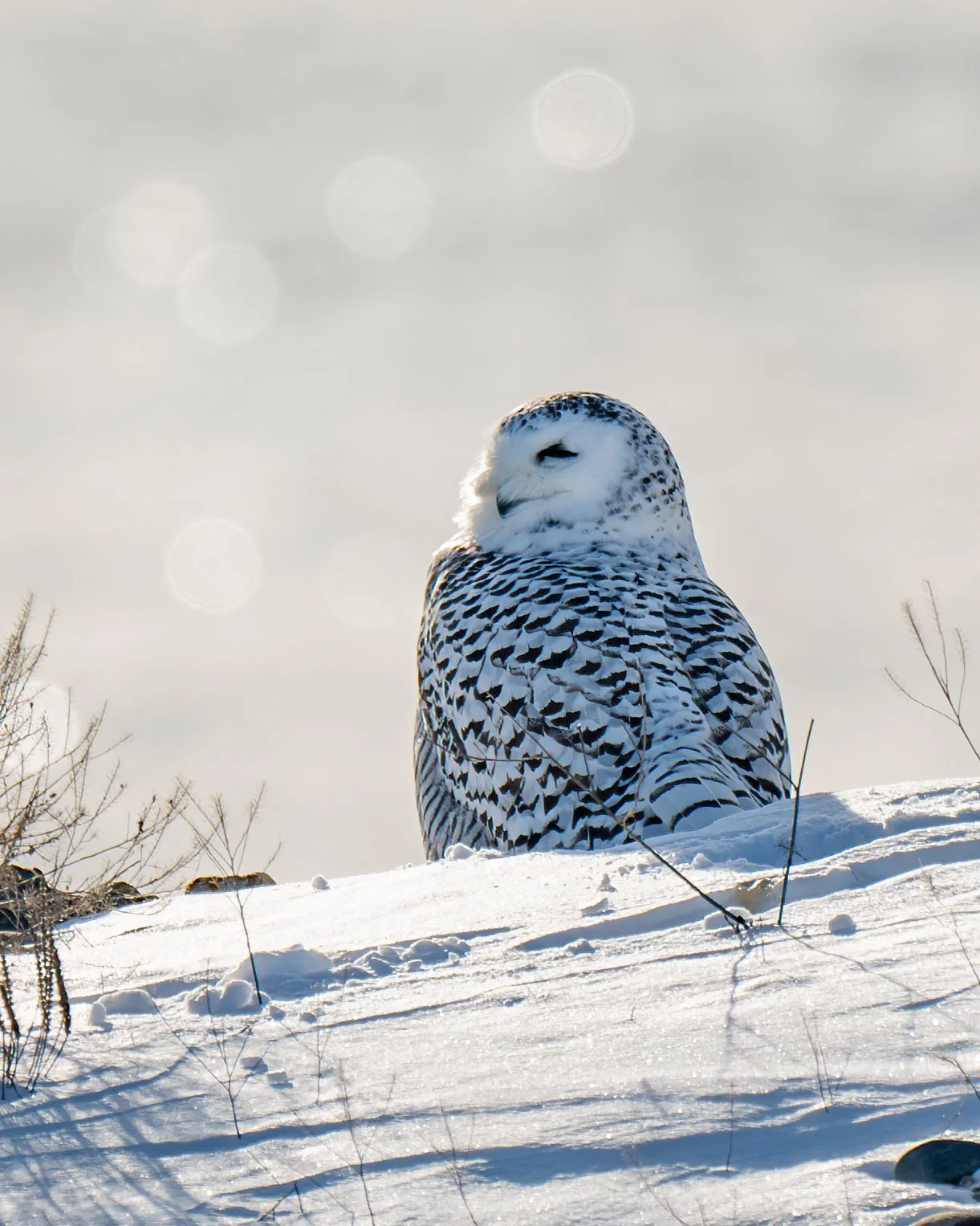 SnowyOwl3_NH.JPG