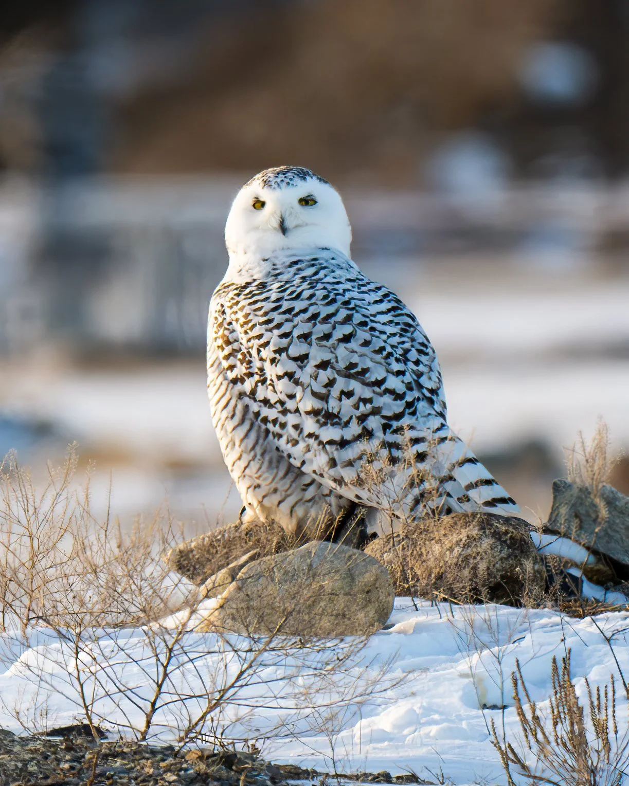 SnowyOwl_NH.JPG