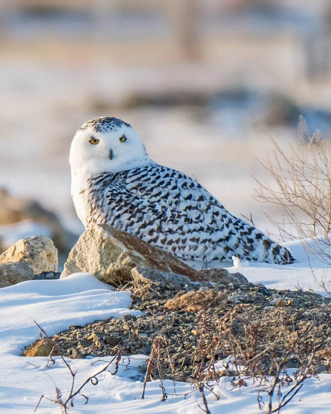 SnowyOwl4_NH.JPG
