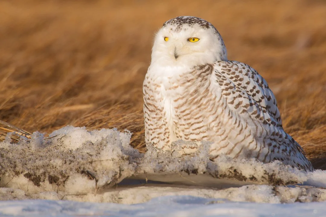 Snowy-Owl-Photo_Tour_Workshop-9513.JPG