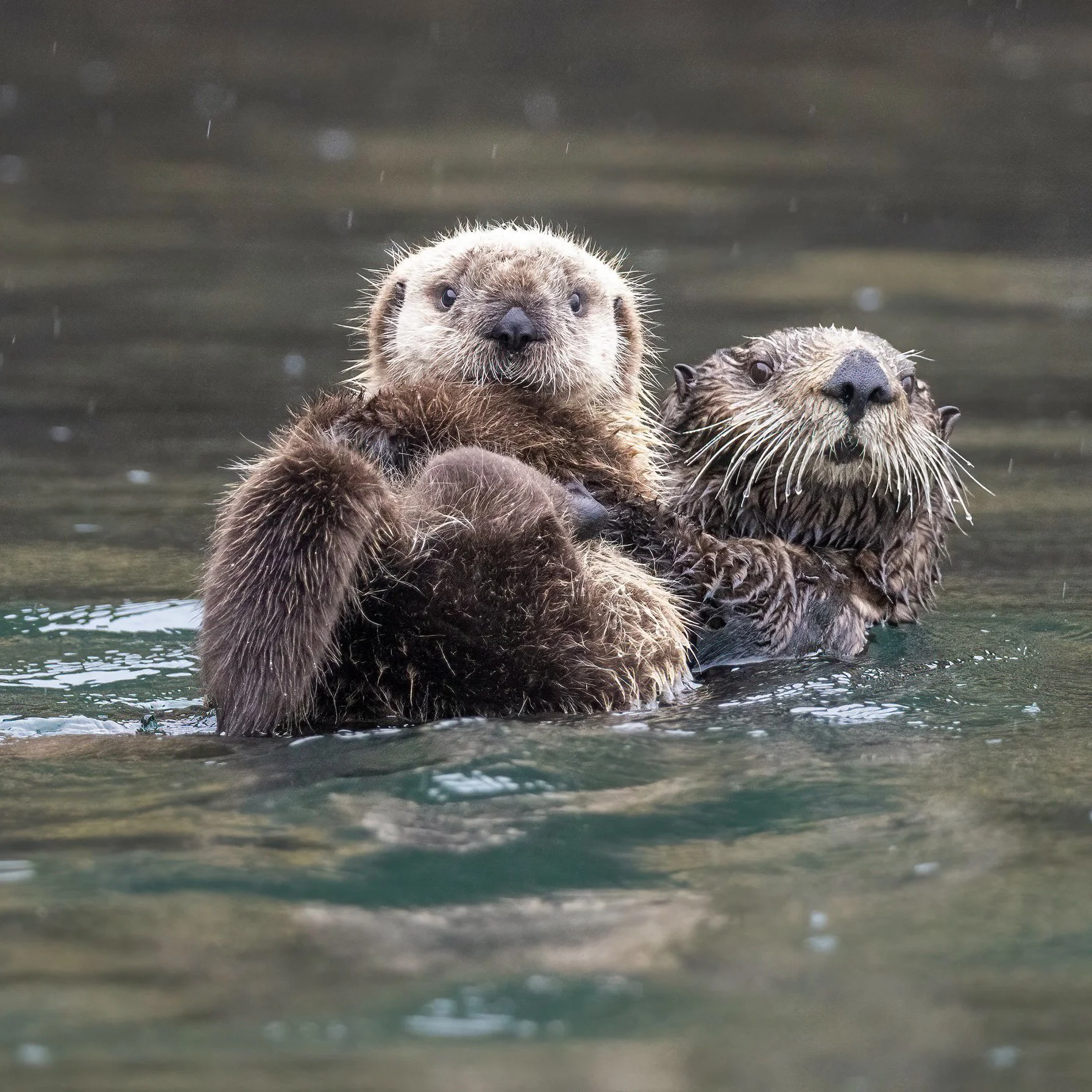 Sea_Otters_Pup_Alaska_photo_tour_workshop-6338.jpg