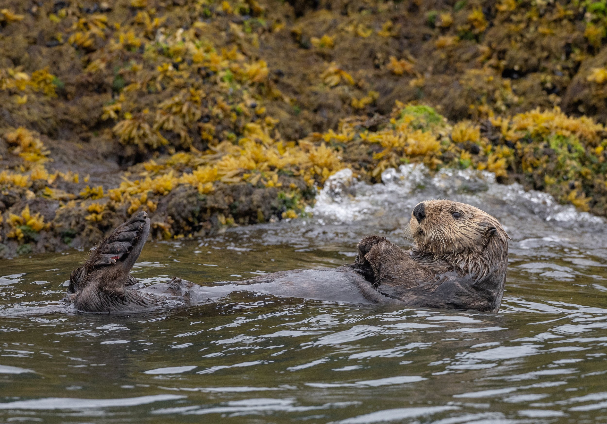 Alaska_Sea_otters_Photo_Tour_Workshop-6942-2.jpg