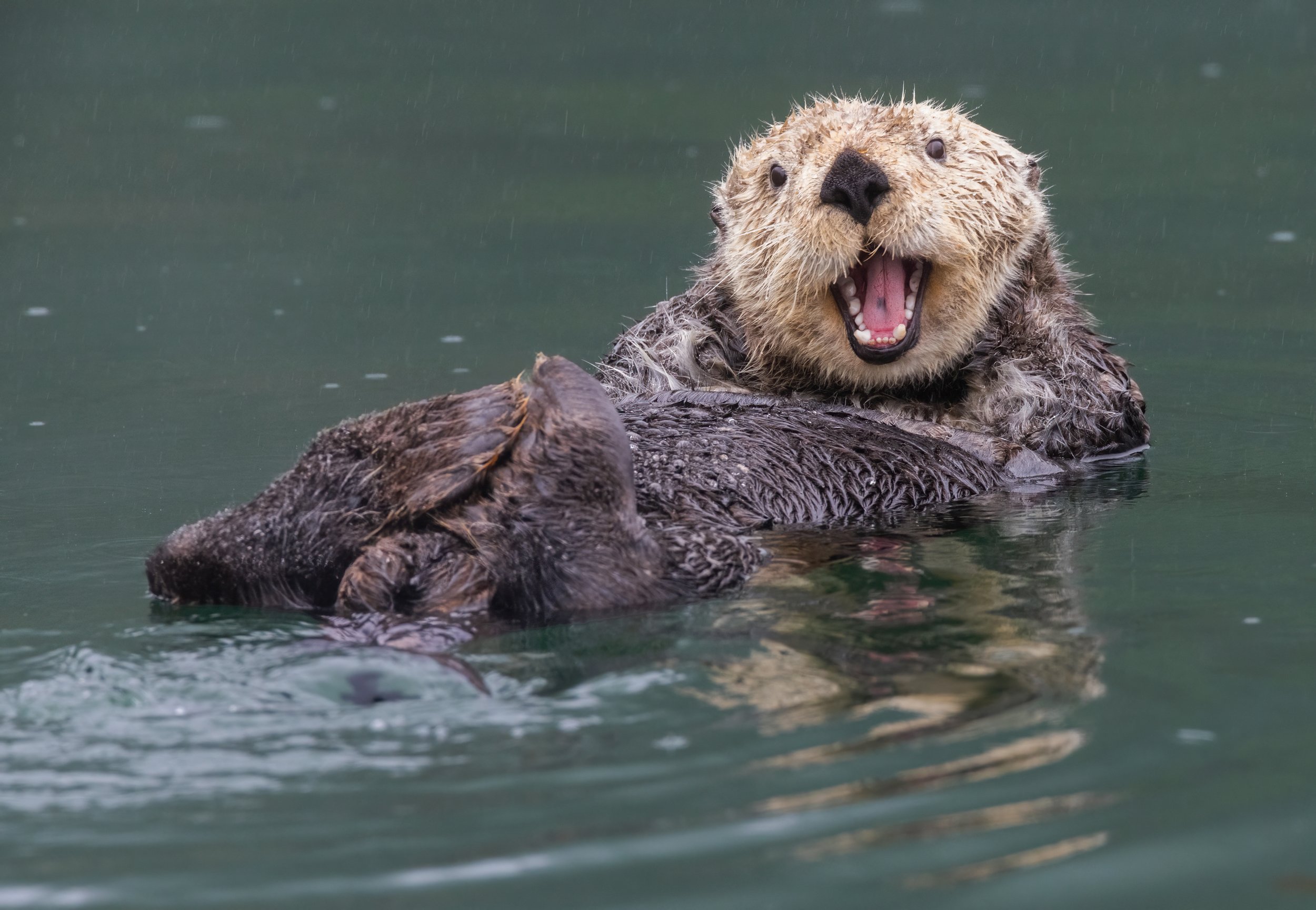 Alaska_Sea_otters_Photo_Tour_Workshop-9612-Edit.jpg