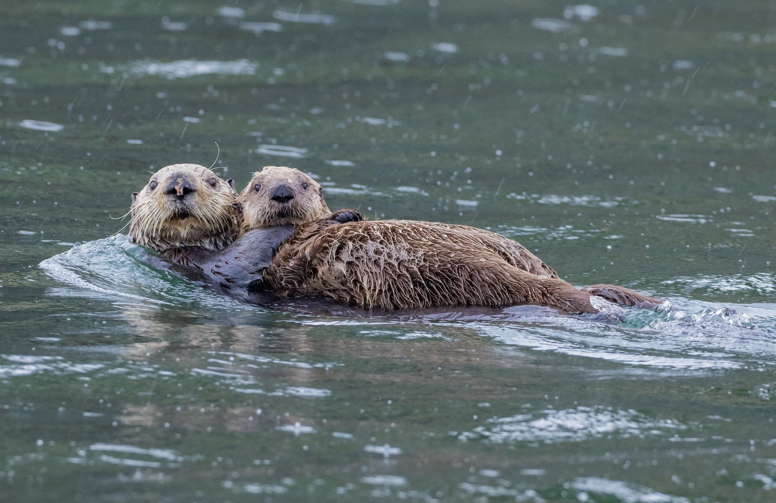 Alaska_Sea_otters_Photo_Tour_Workshop-7058-3.jpg