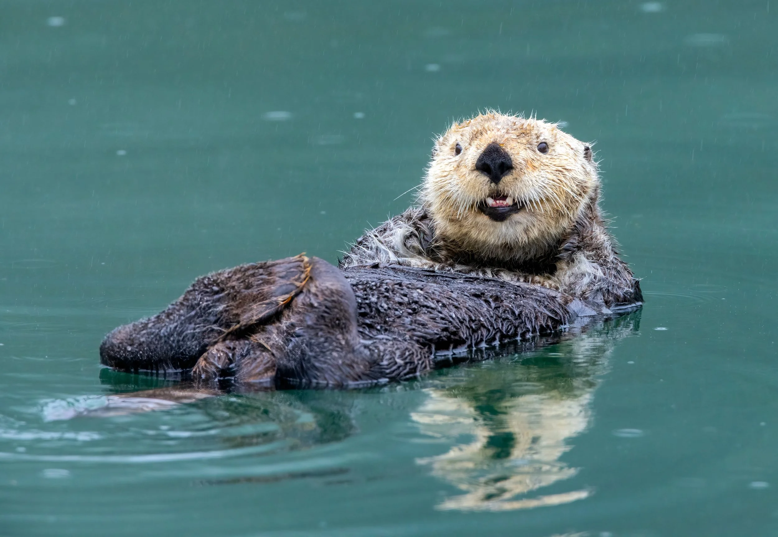 SEA OTTER
