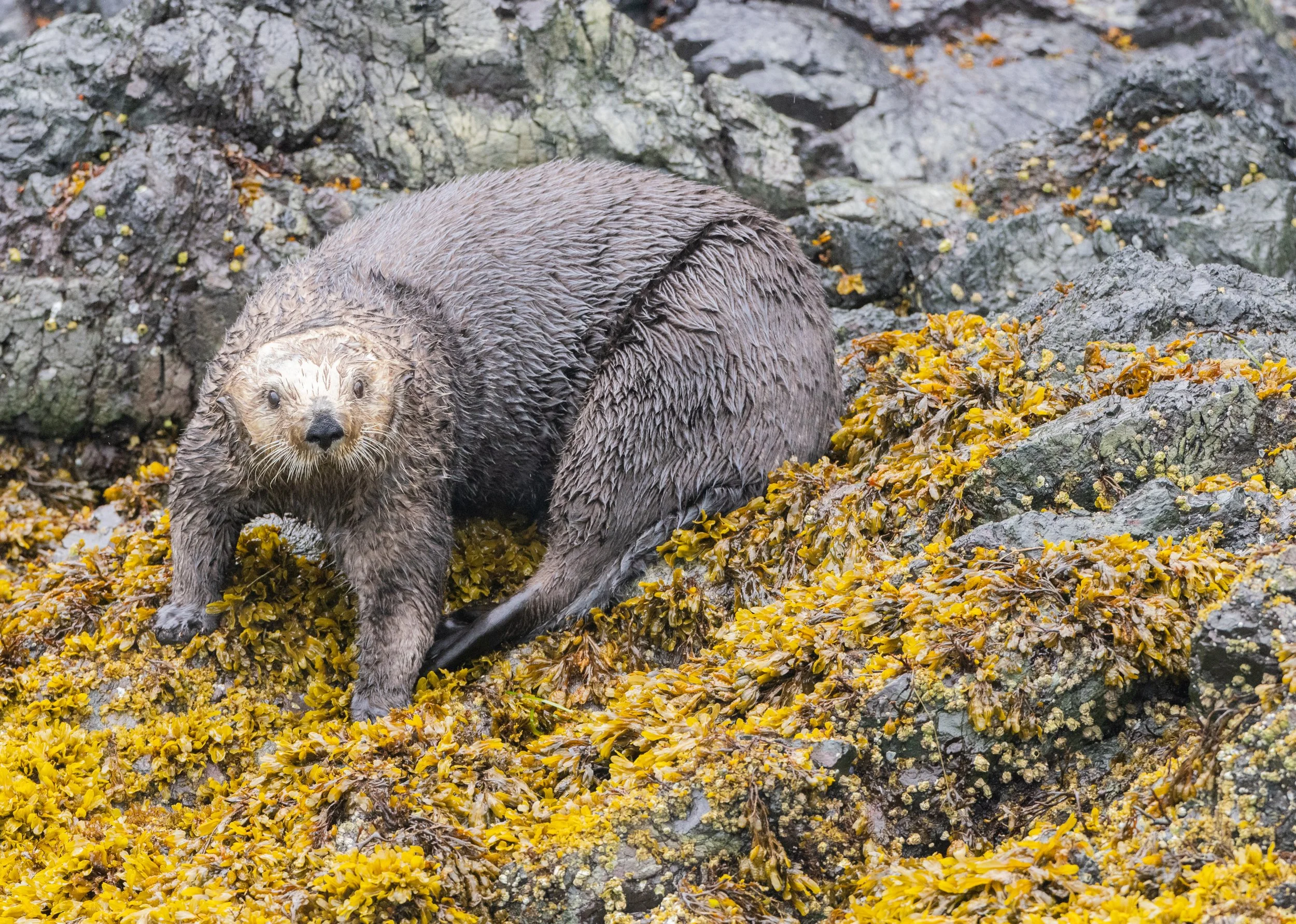 Sea_Otter_Alaska_photo_tour_workshop-0062.jpg