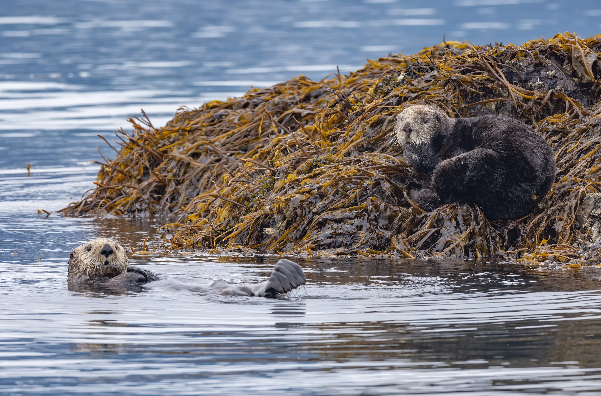 Sea_Otter_Alaska_photo_tour_workshop-1094.jpg