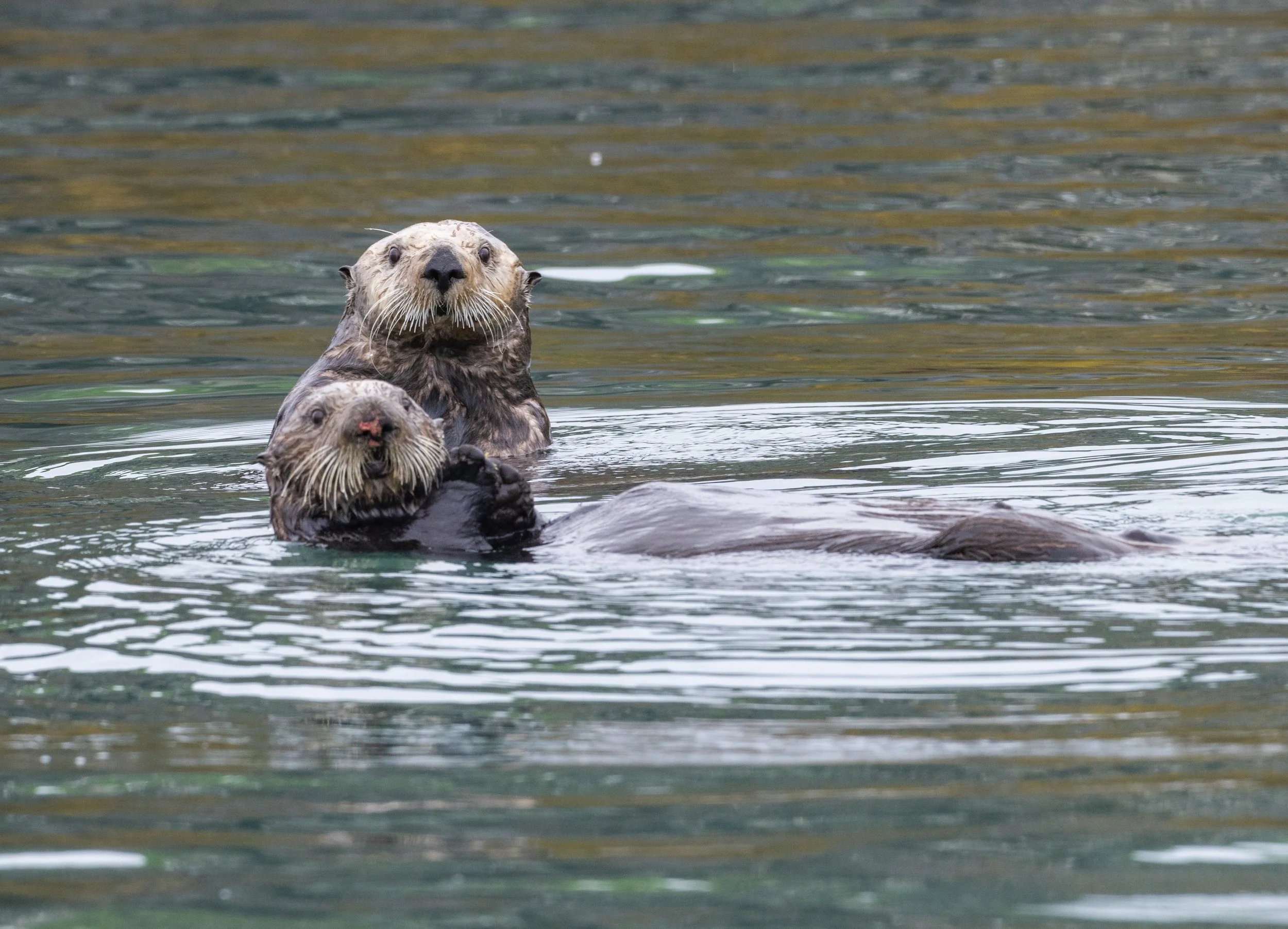 Sea_Otters_Pup_Alaska_photo_tour_workshop-1372.jpg