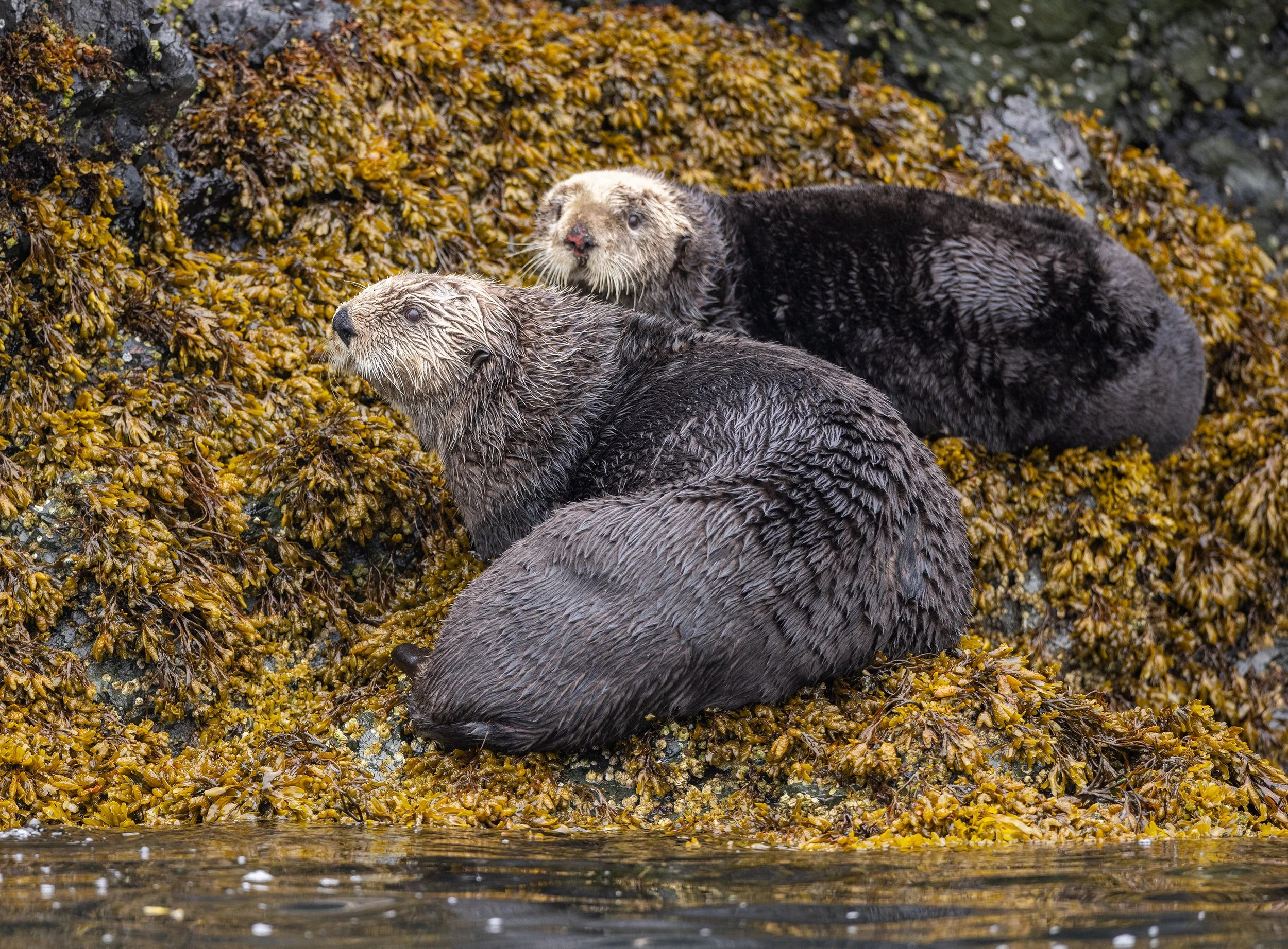 Sea_Otter_Alaska_photo_tour_workshop-5431.jpg