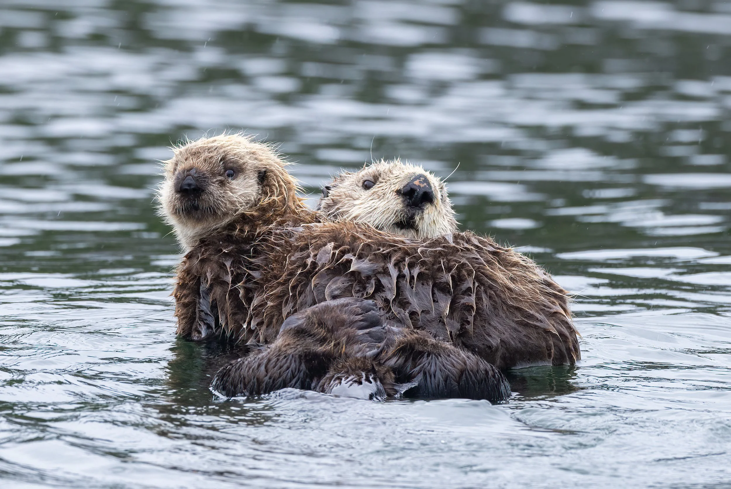 Sea_Otters_Pup_Alaska_photo_tour_workshop-1577.jpg