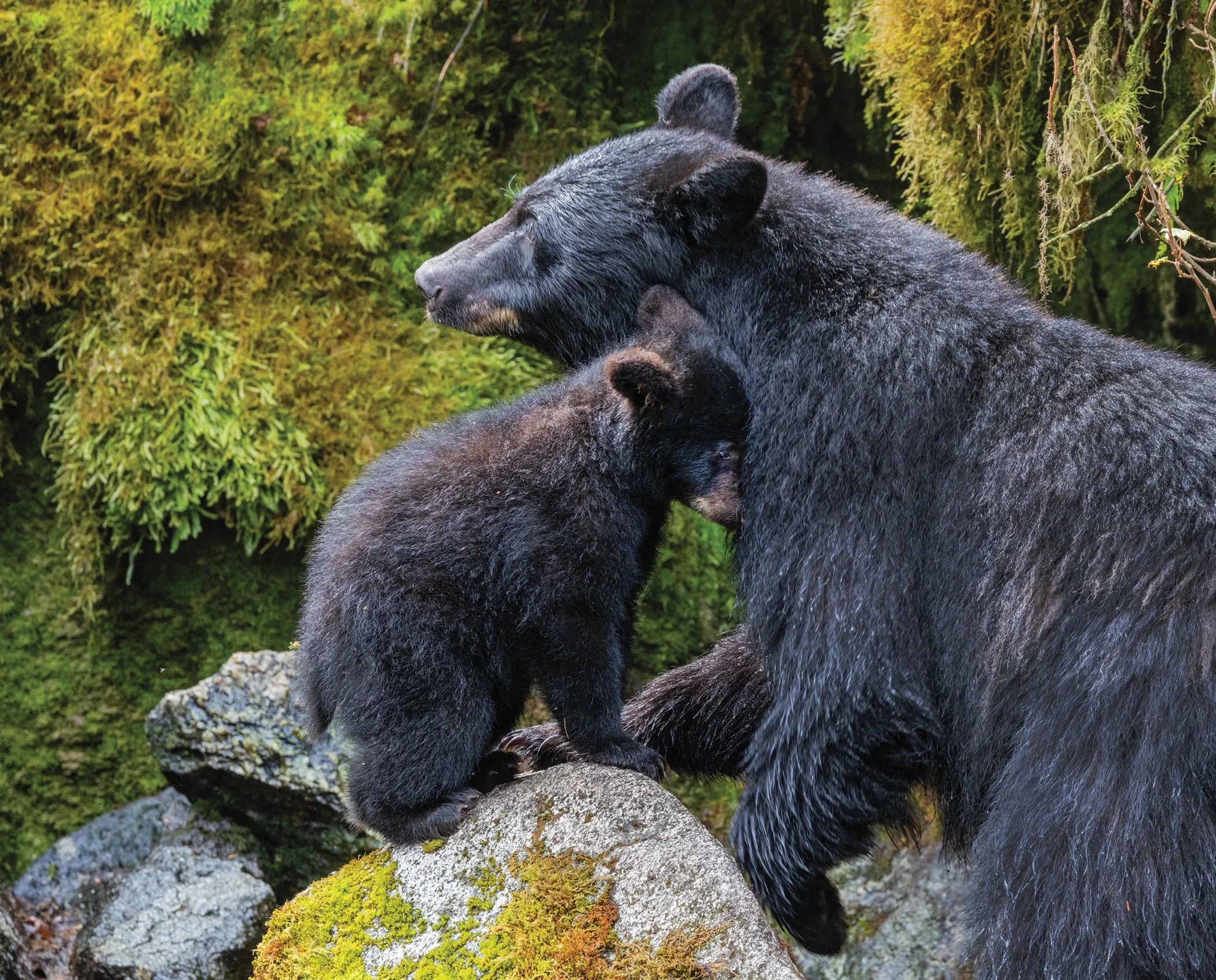 Black_Bears_Alaska_Photo_Tour_Workshop-1403.jpg