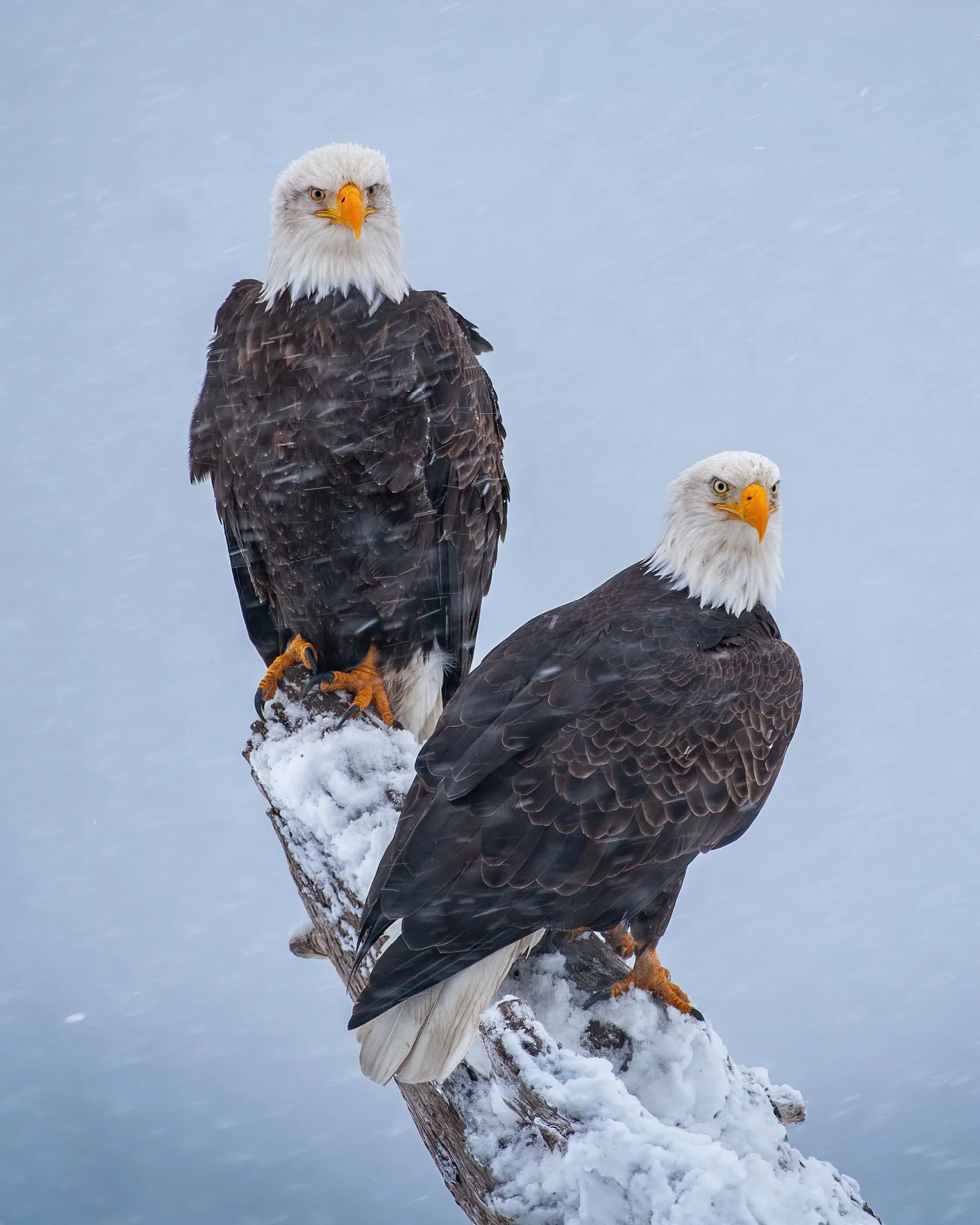 Bald_Eagle_Alaska_Photo_Tour_Workshop.jpg