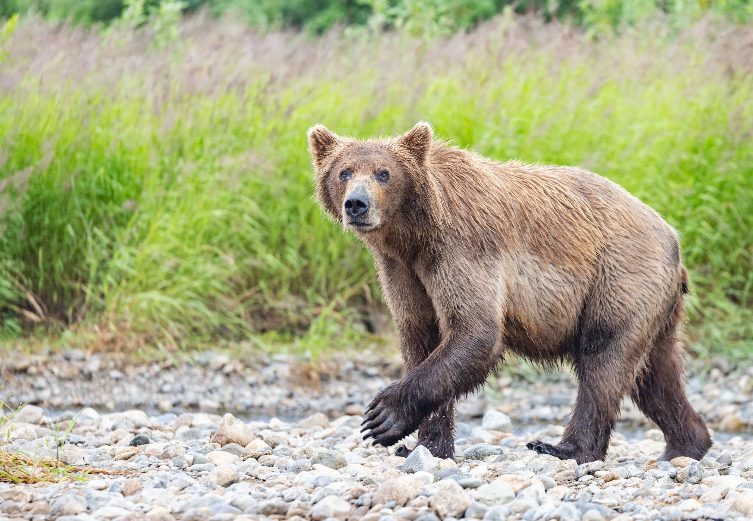 grizzly_brown_bears_Alaska_Photo_Tour_Workshop-5582.jpg