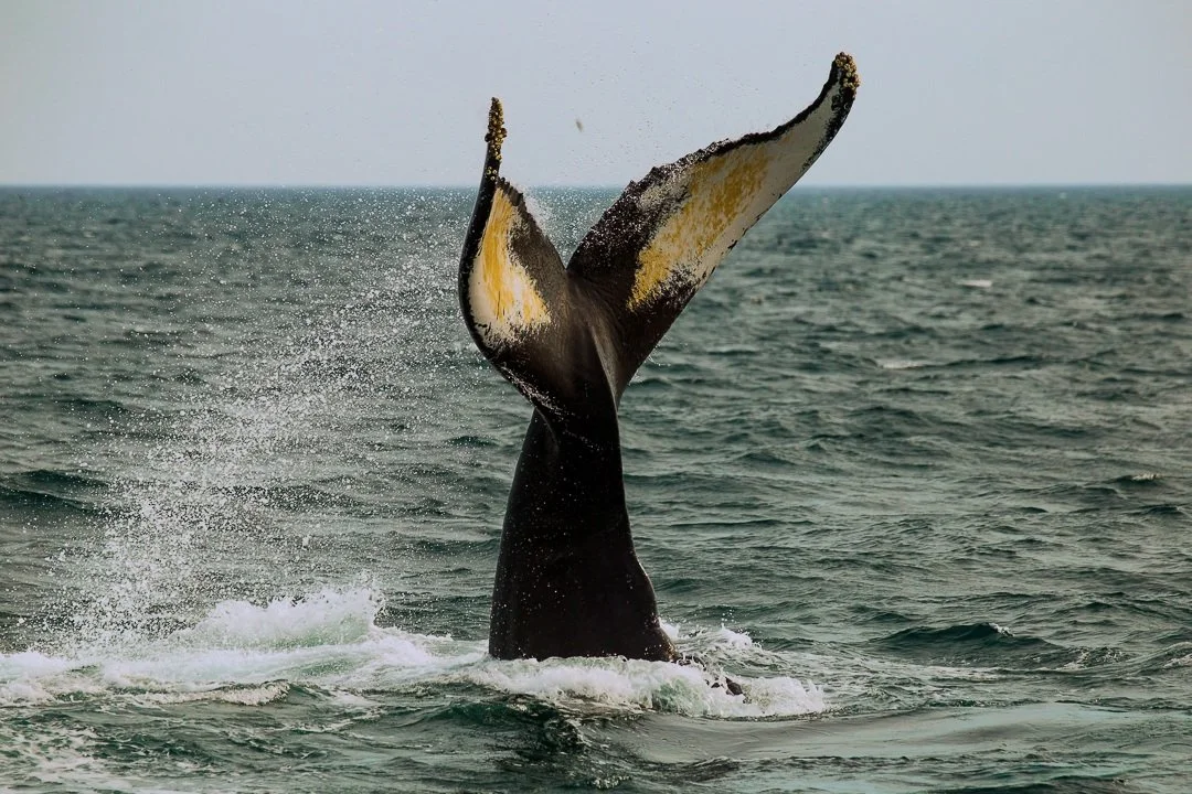 Whale_Humpback_Cape_Cod_Photo_Tour_Workshop-8853.jpg