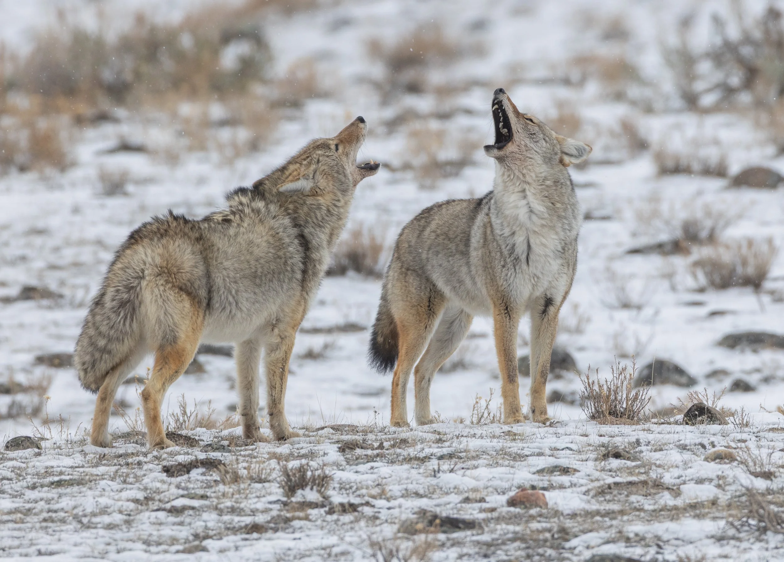 Coyote_howling_Yellowstone_Winter_Photo_Tour_Workshop-8877.jpg
