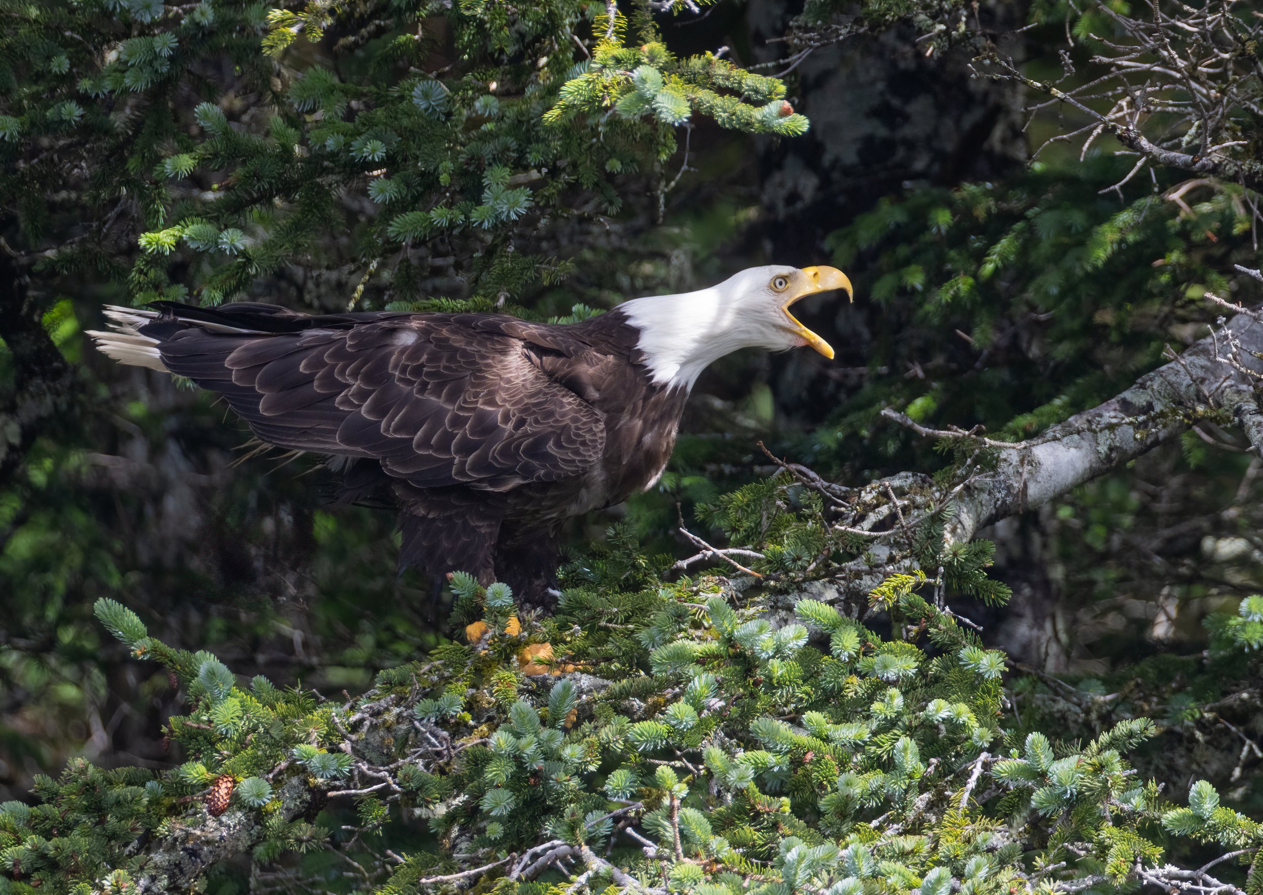 Bald_Eagle_Alaska_Photo_Tour_Workshop-1675.jpg