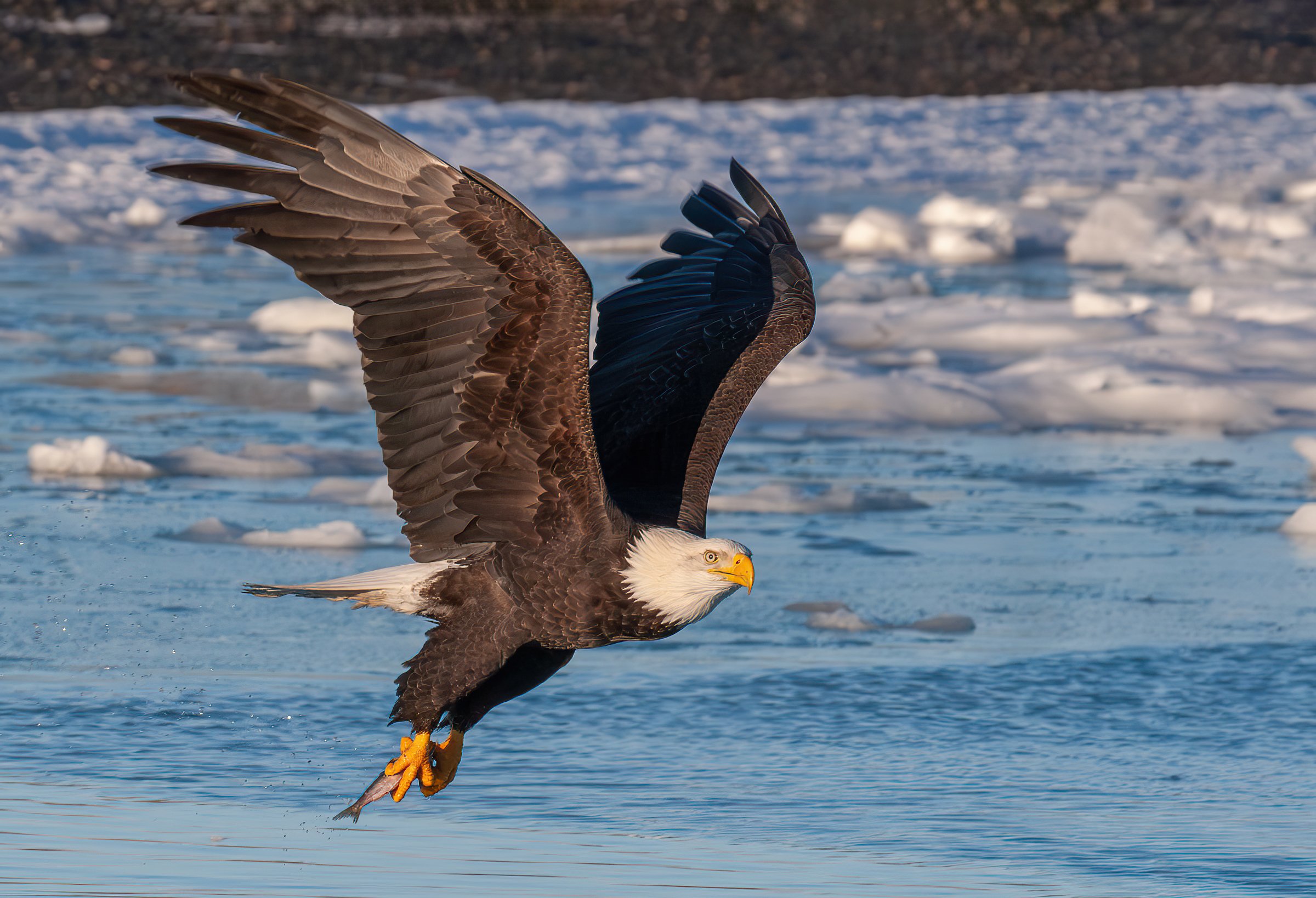 Bald_Eagle_Alaska_Photo_Tour_Workshop--3.jpg