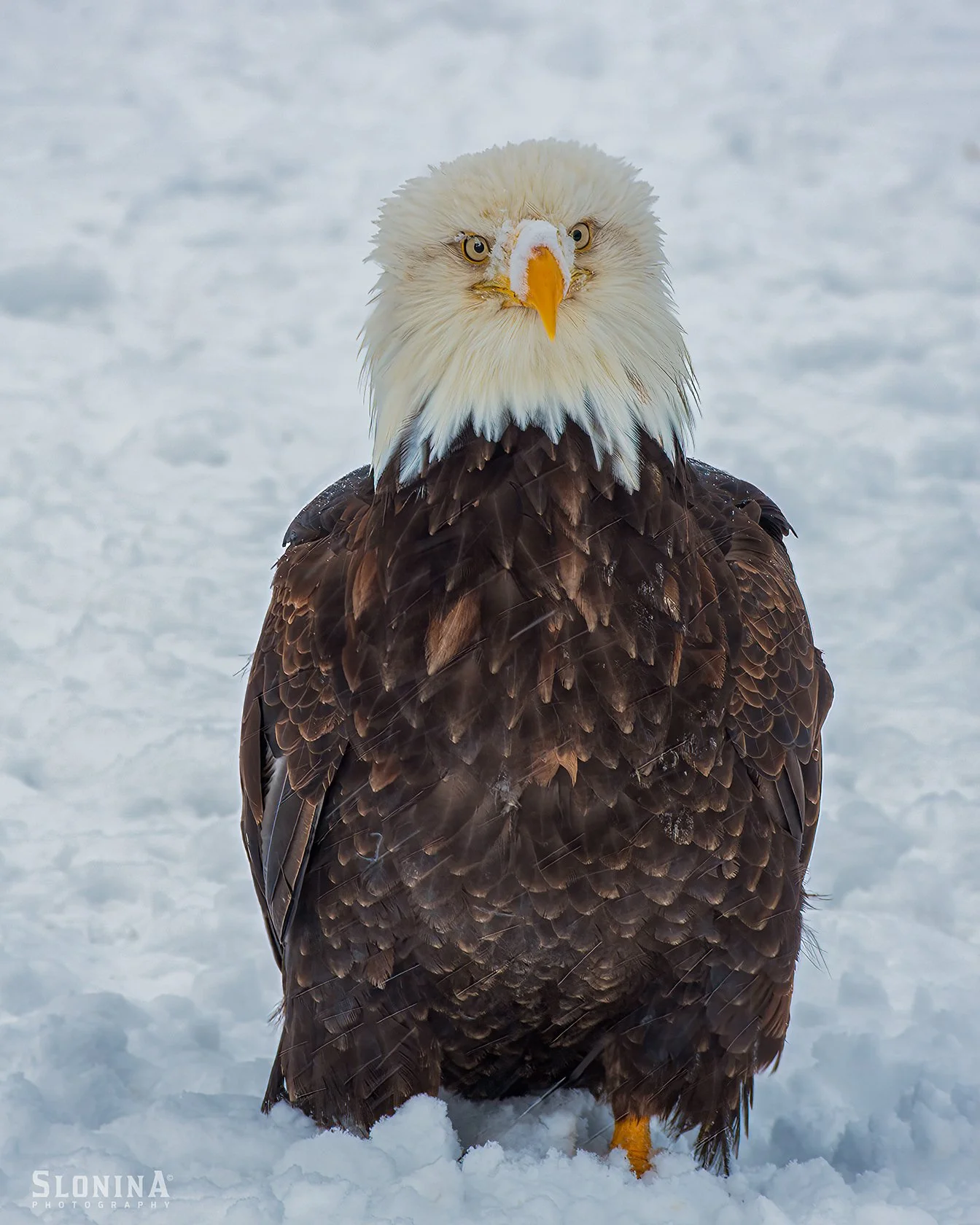 Bald_Eagle_Alaska_Photo_Tour_Workshop-0793-Edit-Edit.jpg