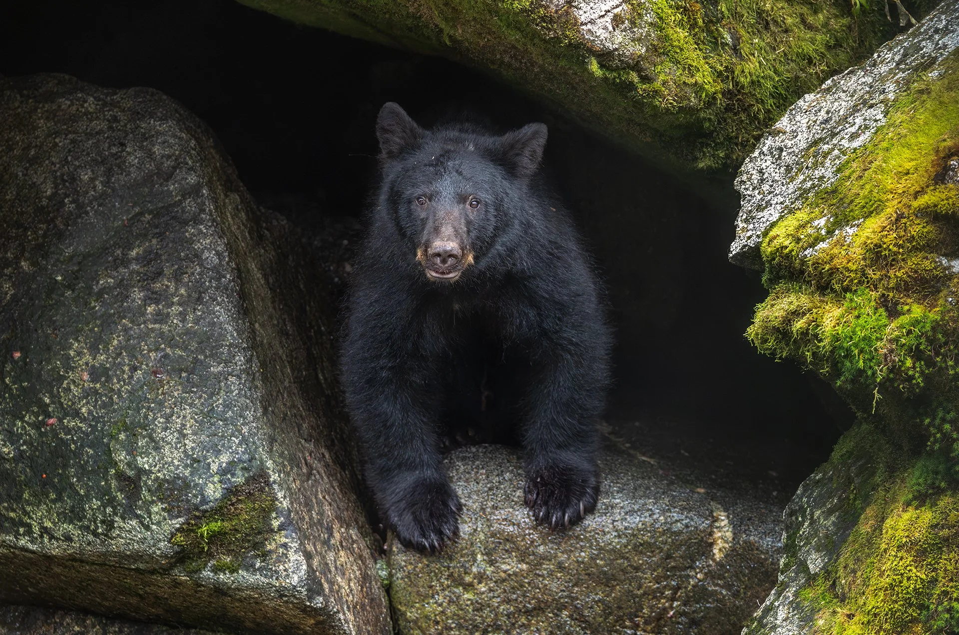 Black_Bear_Alaska_Photo_Tour_Workshop-1023sm.jpg