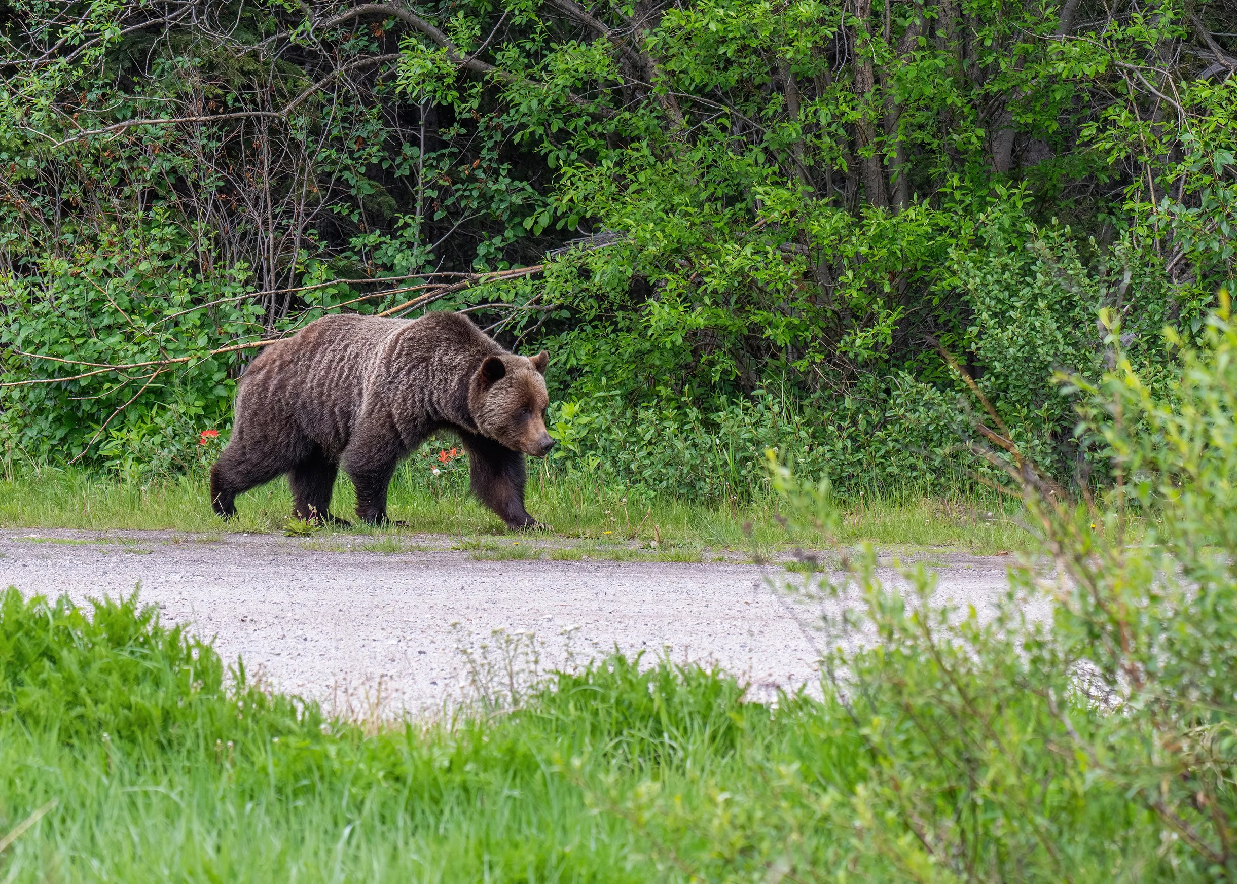 Slonina_Photography_Grizzly_Bear_Canadian_Rockies.jpg
