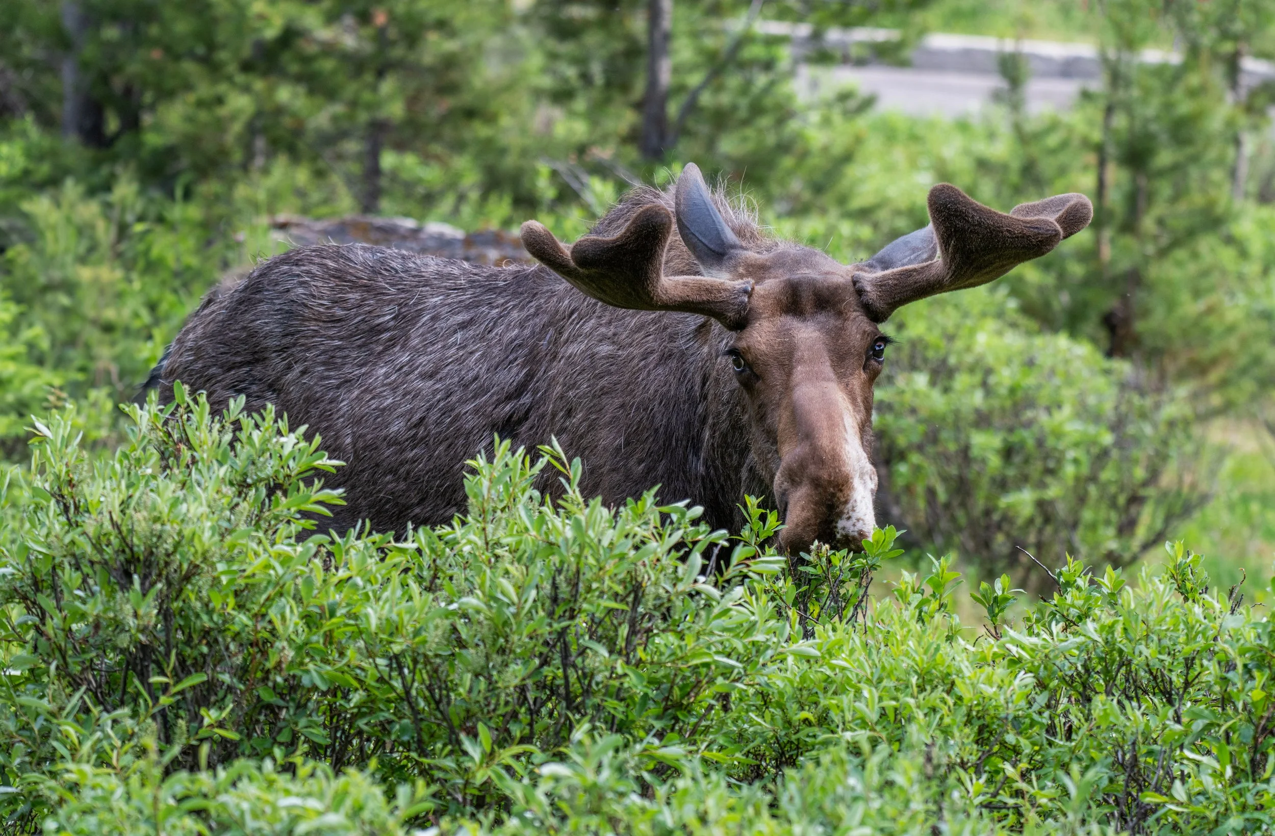 Slonina_Photography_Moose_Jasper.jpg