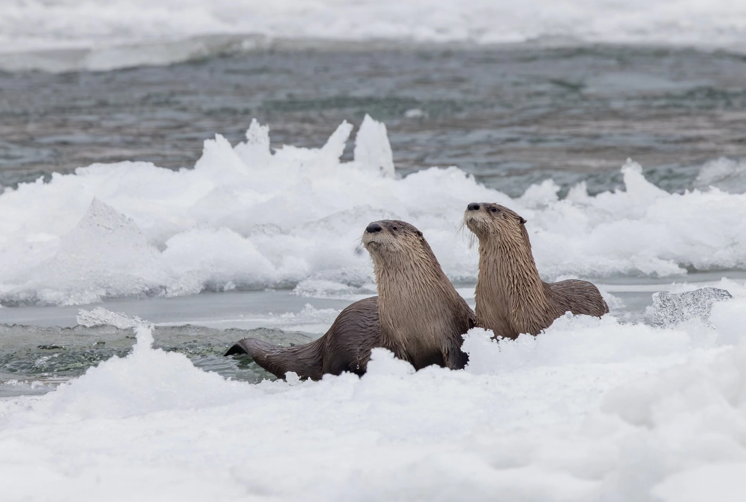 River_Otters_Yellowstone_Winter_Photo_Tour_Workshop-6447.jpg