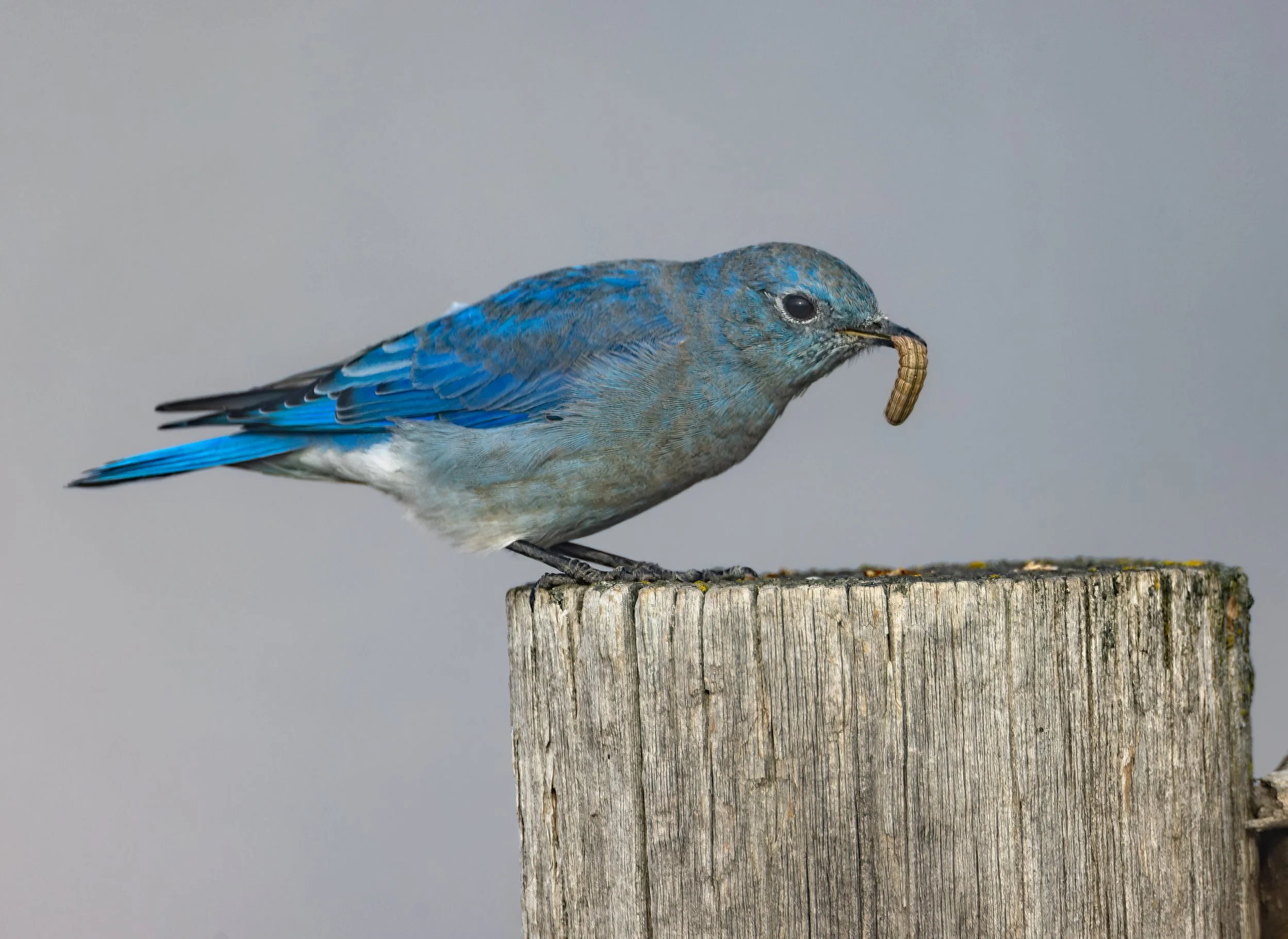 20230924-Mountain_Bluebird_Photo_Tour_Workshop-2447.jpg