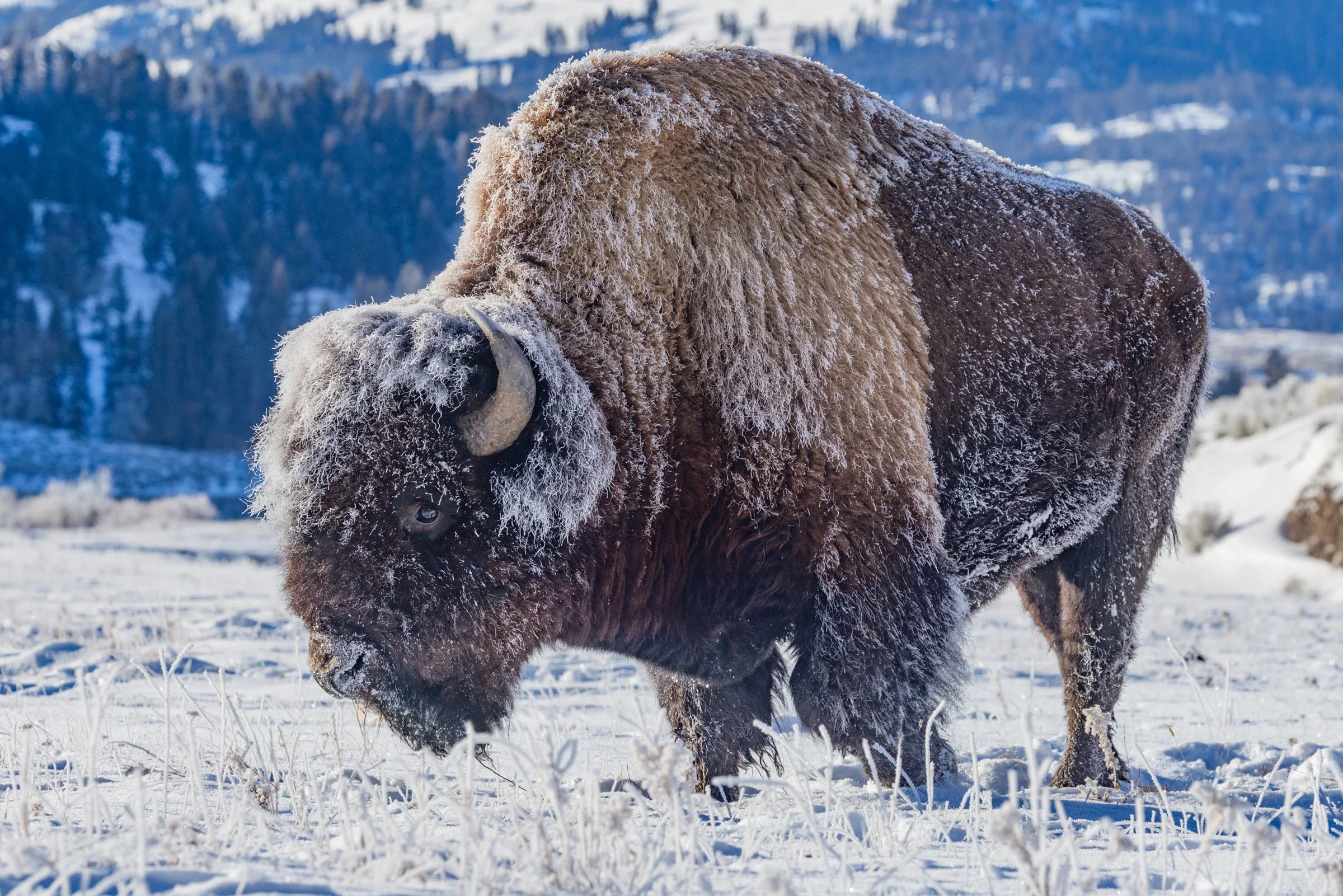 Bison_Yellowstone_Winter_Photo_Tour_02.jpg