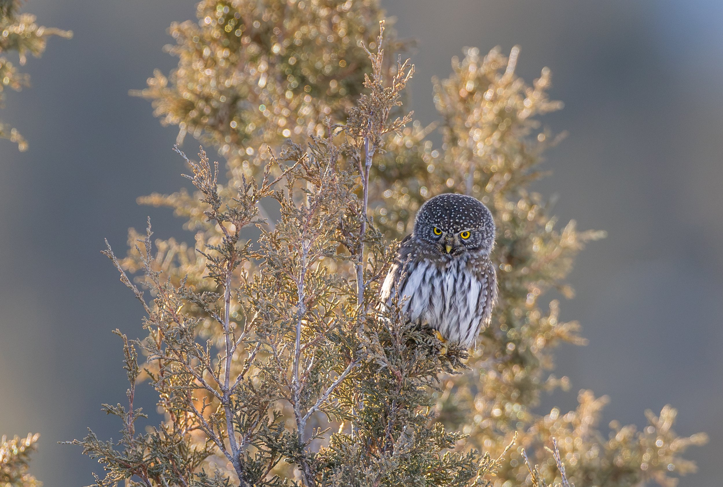 Pigmy_Owl_Yellowstone_National_Park_Wyoming_Photography_Tour_Workshop-2263.jpg