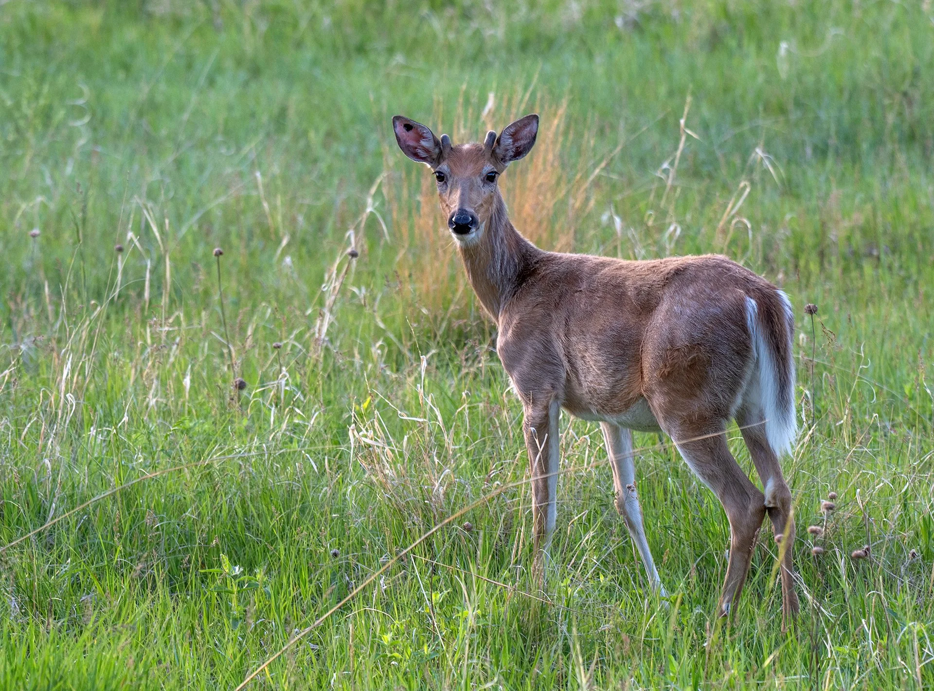 South_Dakota_Custer_White_Tailed_Deer.jpg