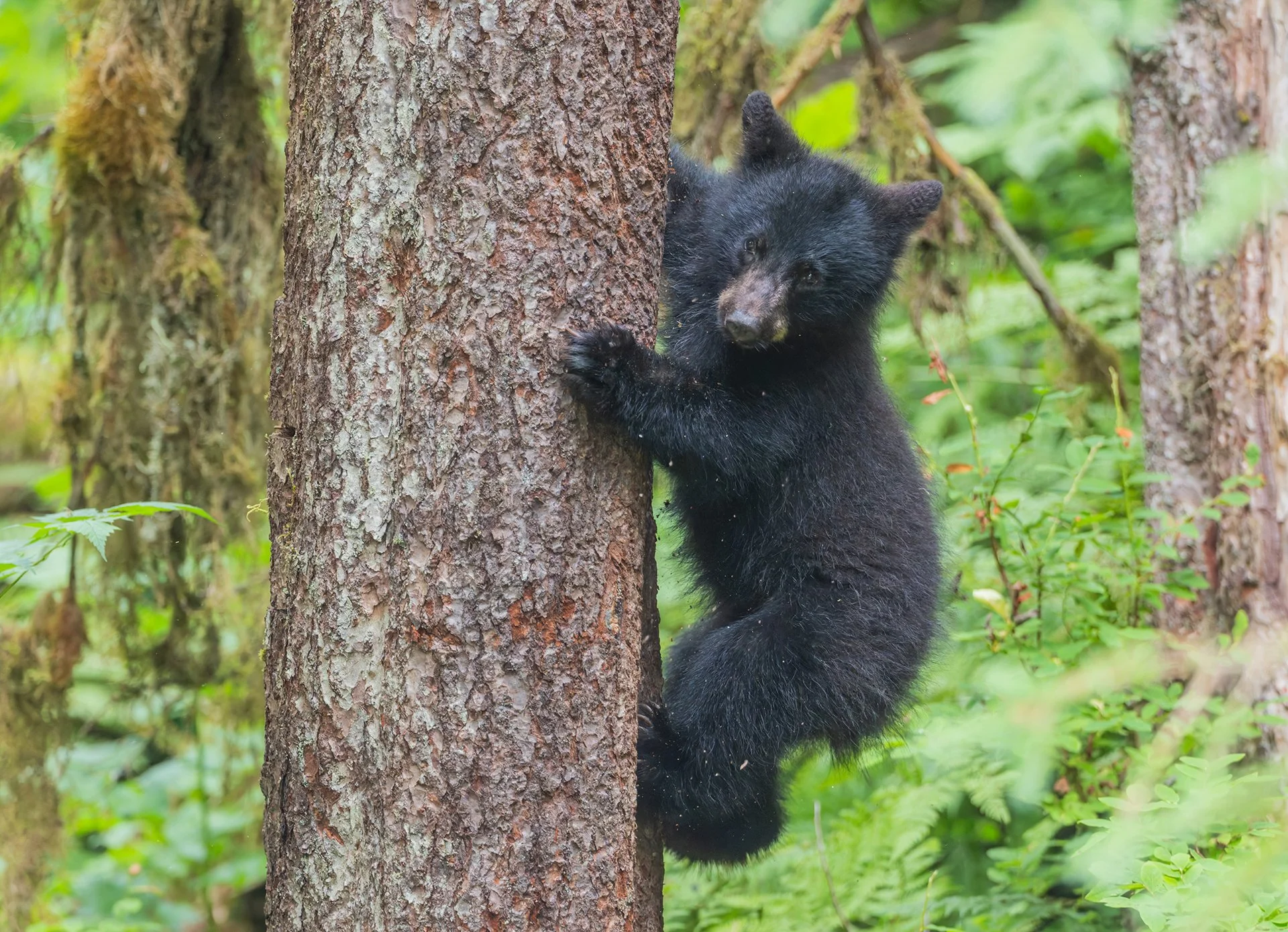 20260804-Cubs_Black_Bear_Alaska_Photo_Tour_Workshop-2759sm.jpg
