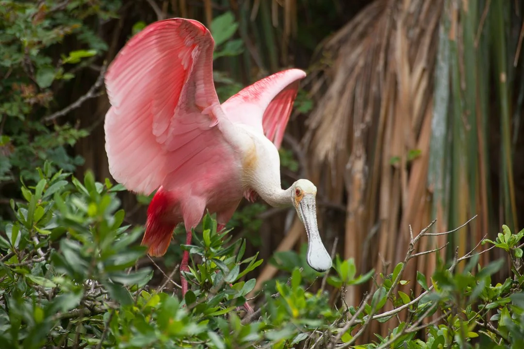 Roseate_Spoonbill_Florida_Photo_Tour_Workshop-2090.JPG