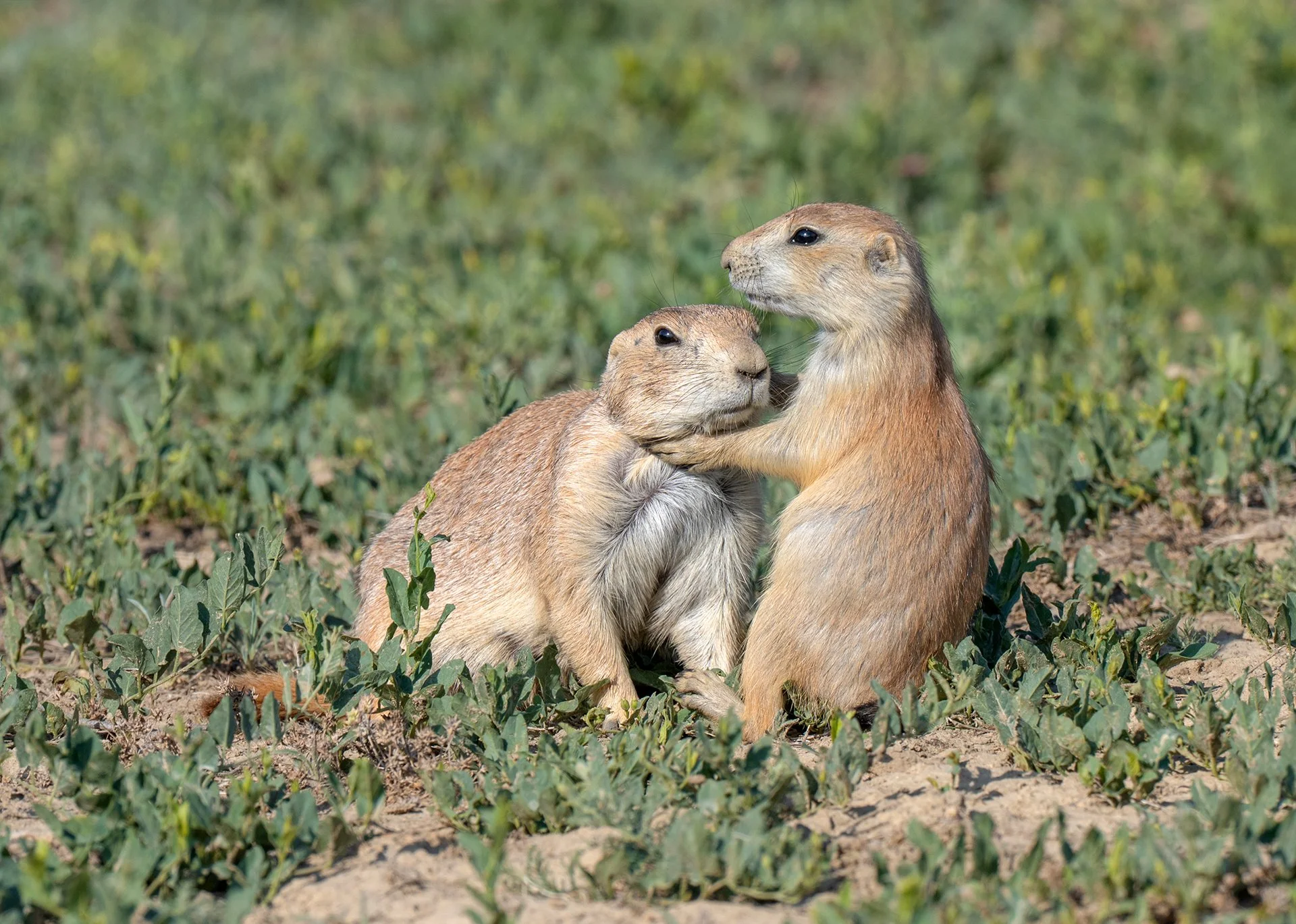 South_Dakota_Custer_SPPrairie_Dogs_Photo_Workshop.jpg