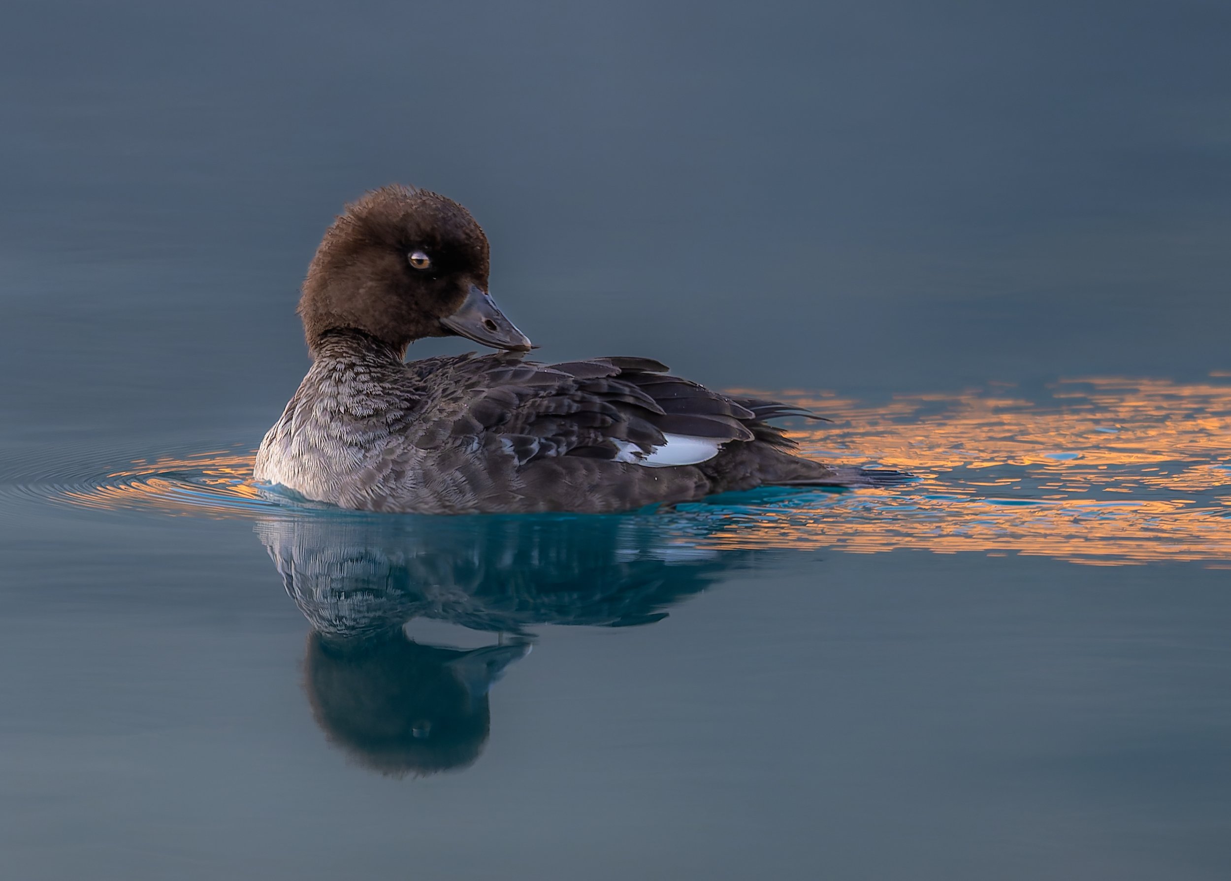 Canadian_Rockies_BowLake_Female_Common_Goldeneye.jpg