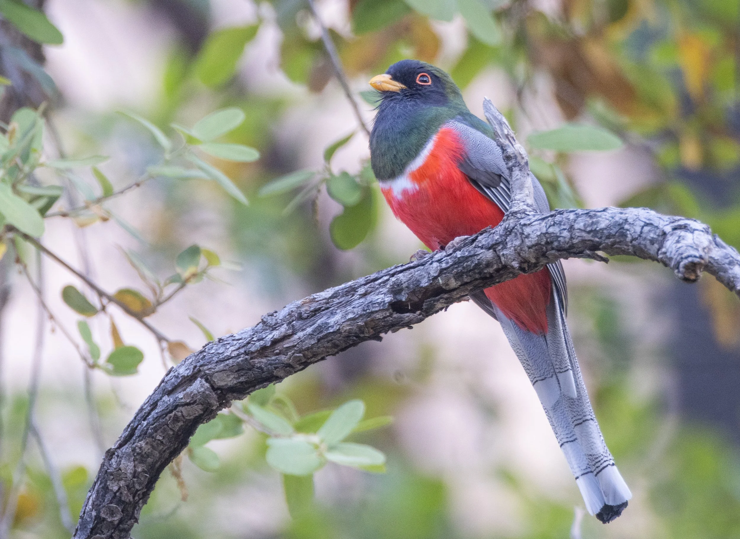 Elegant_Trogon_Arizona_Photo_Tour_Workshop-1827-2 (1).jpg