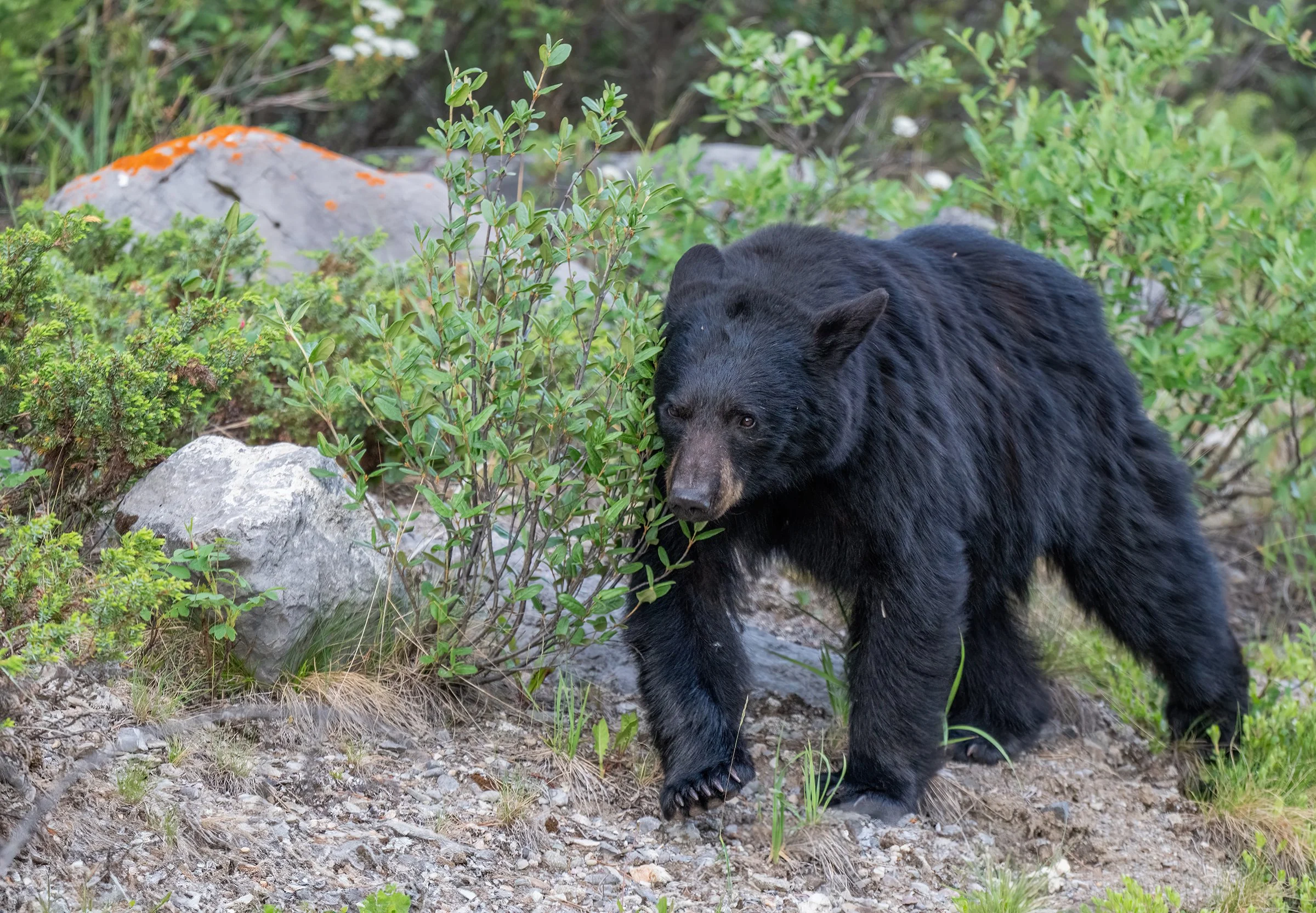 Slonina_Photography_BlackBear2_Jasper.jpg