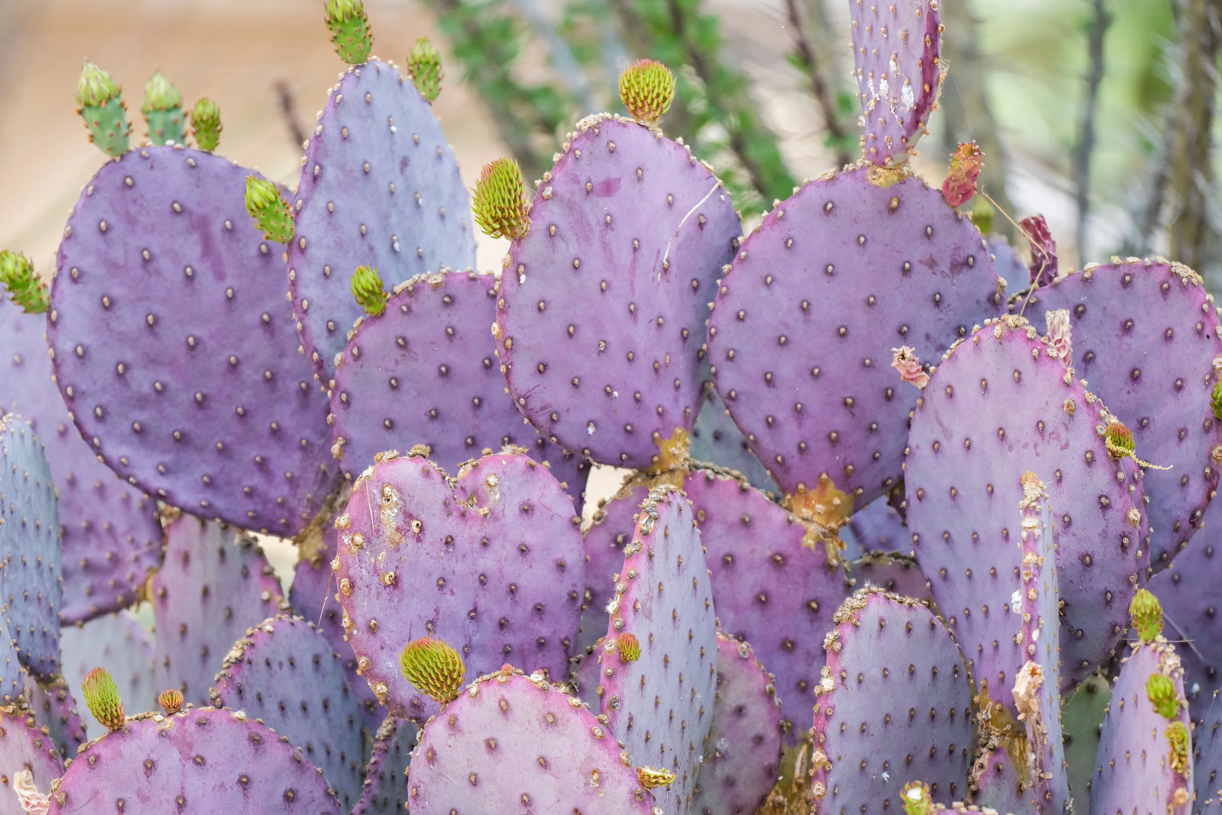 Arizona_Birds_Workshop_PricklyPear.jpg