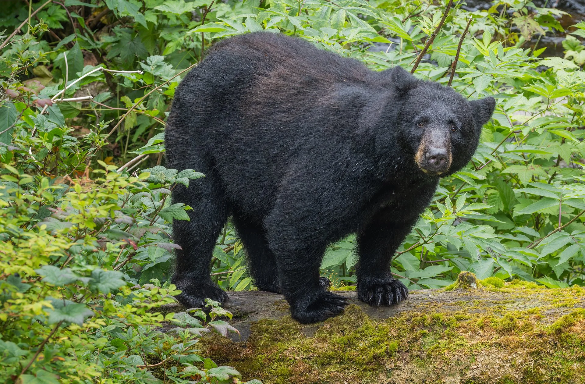 20260803-Black_Bear_Alaska_Photo_Tour_Workshop-1980sm.jpg