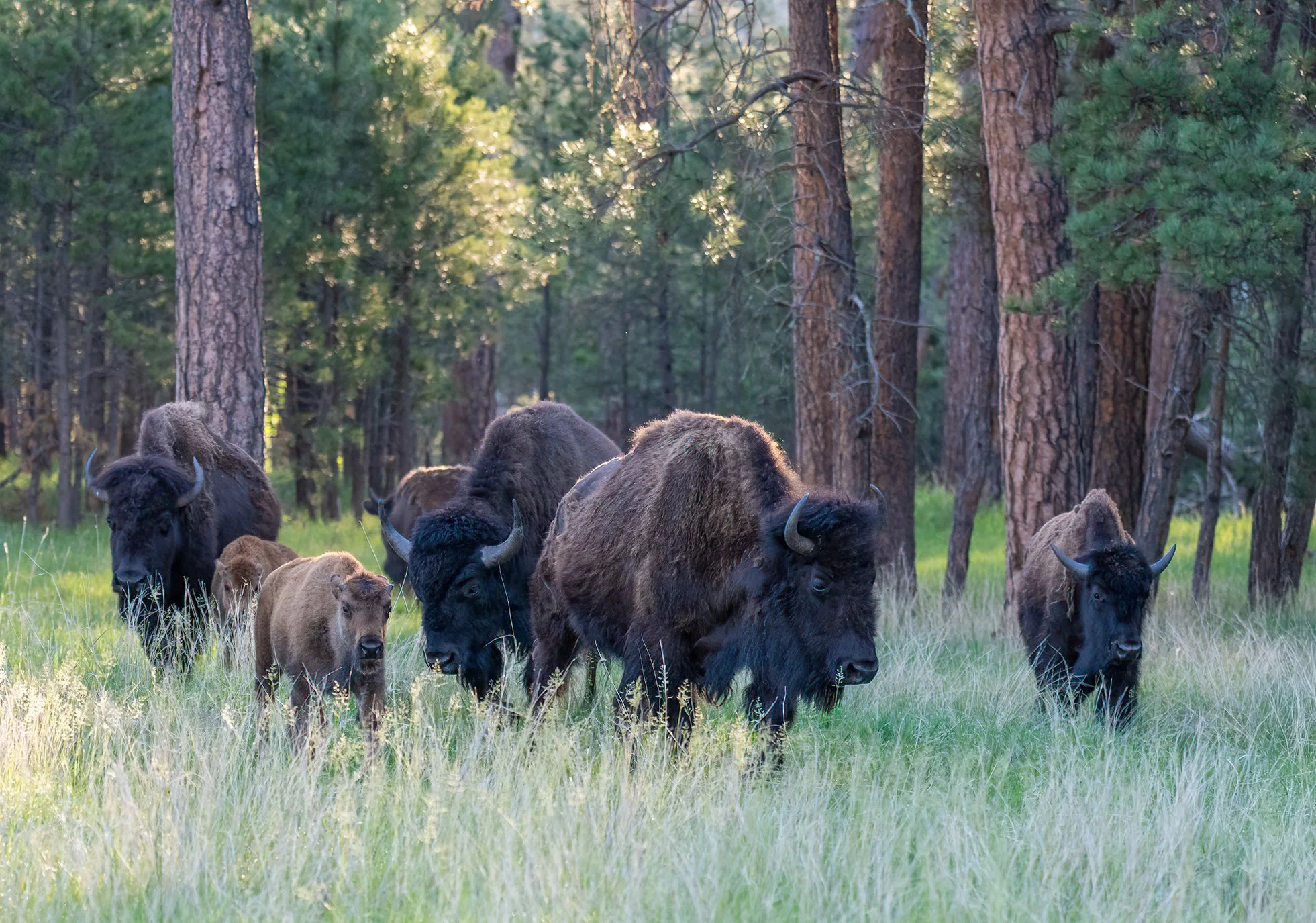 South_Dakota_Custer_Bison.jpg