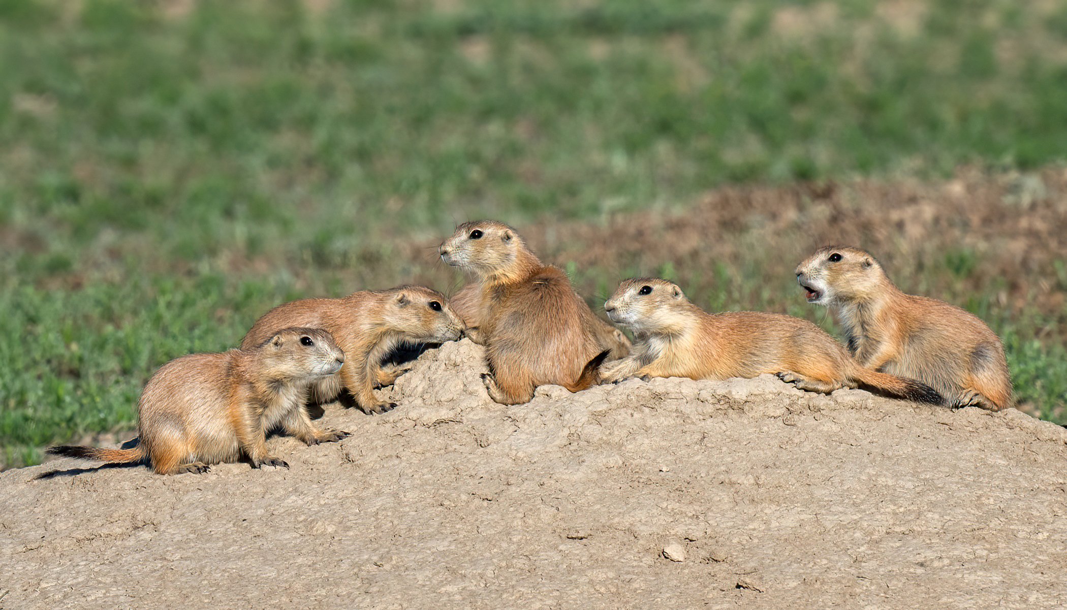 South_Dakota_Prairie_dogs_Photo_Workshop.jpg