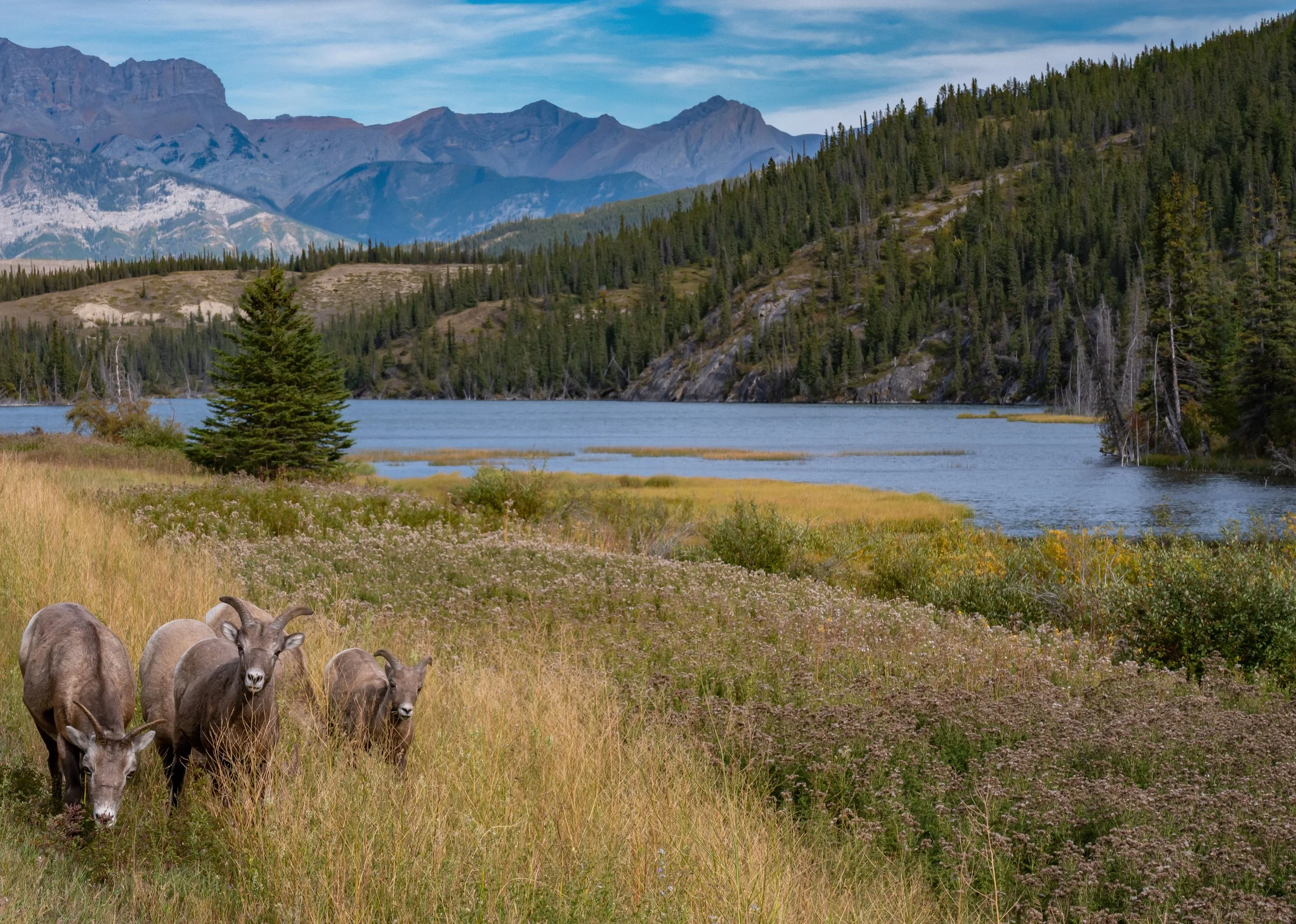 Canadian_Rockies_Jasper_Bighorn.jpg
