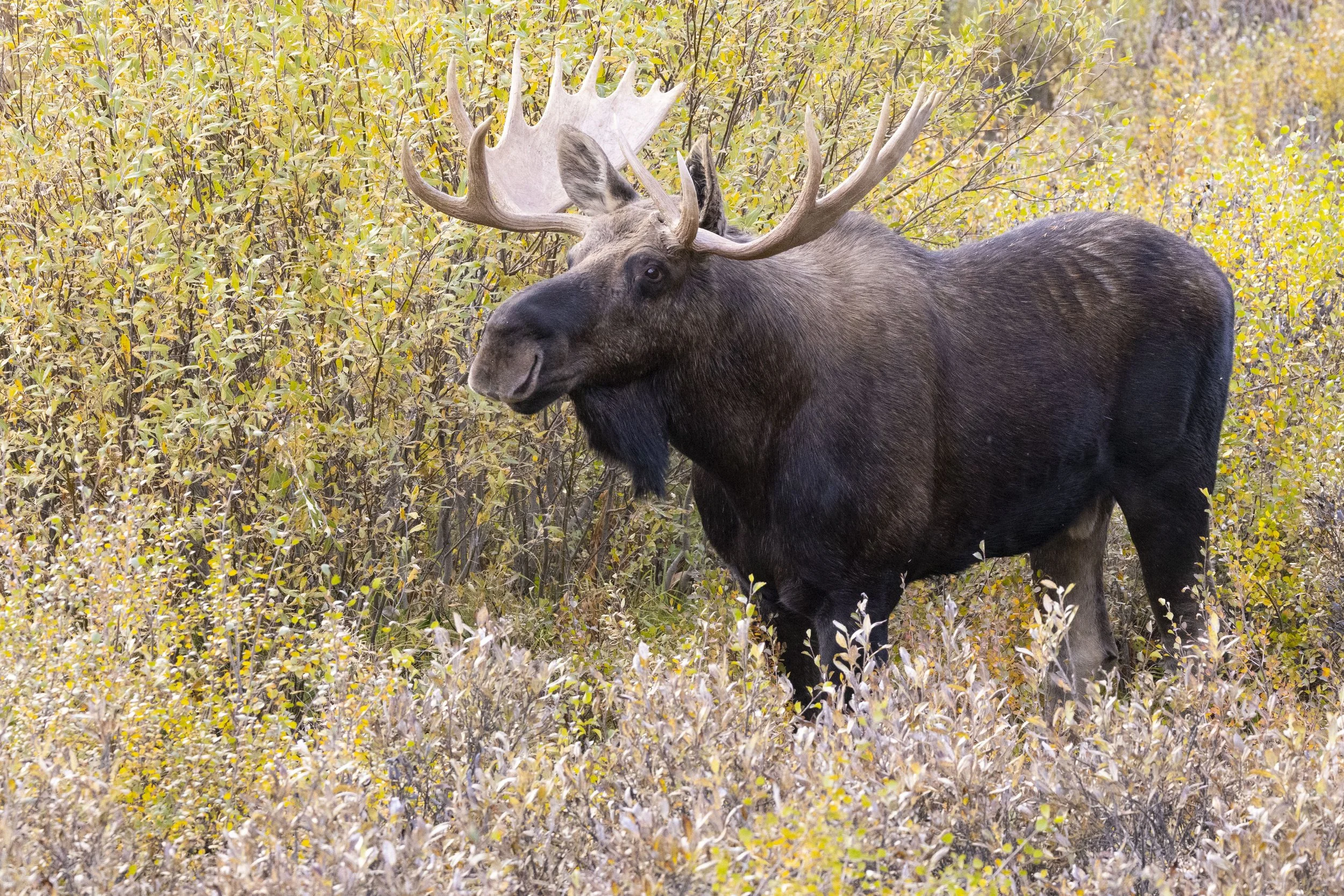 Bull_Moose_Canadian_Rockies_Photo_Tour_Workshop-3843.JPG