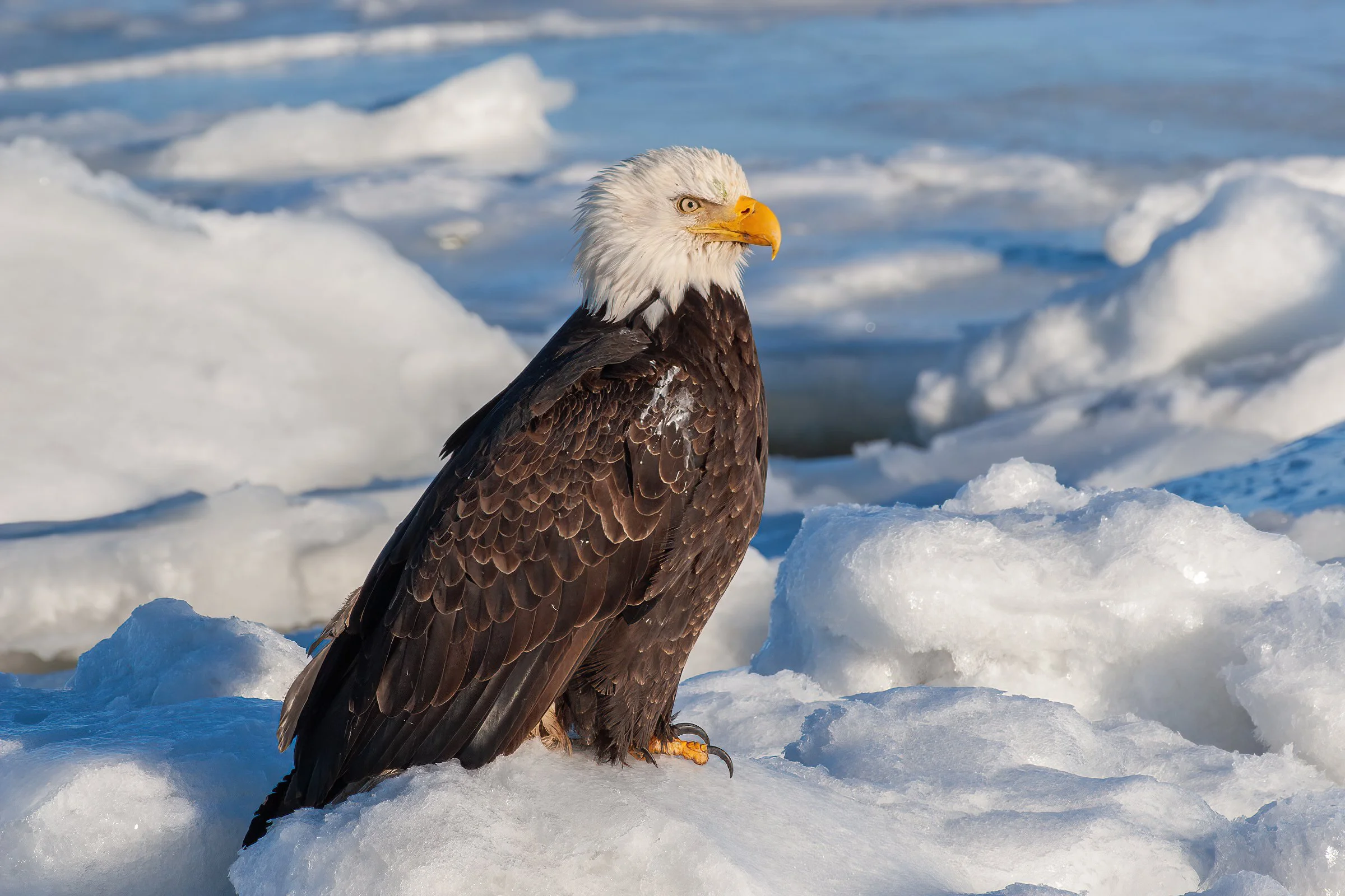Bald_Eagle_Alaska_Photo_Tour_Workshop--2-2.jpg